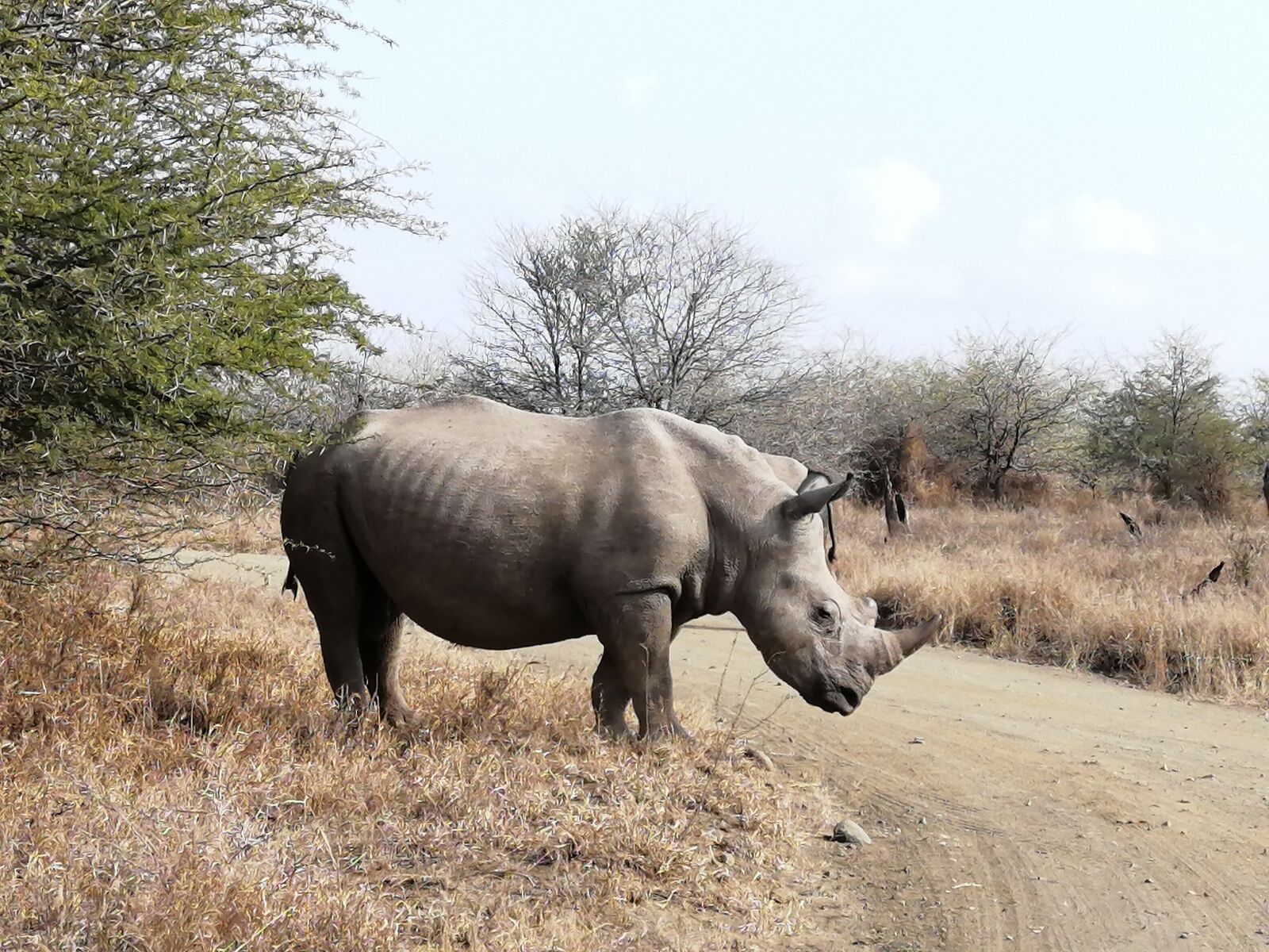 HUAWEI P30 LITE sample photo. Rhino, safari, south africa photography