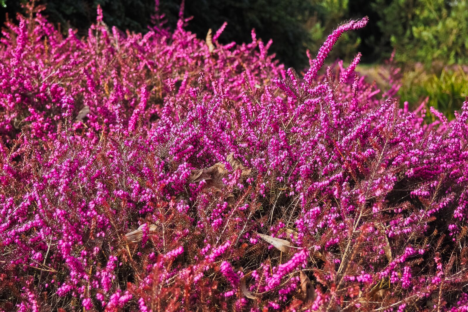 Olympus OM-D E-M10 sample photo. Heather, heide, nature photography