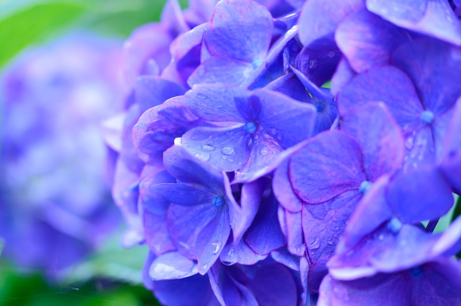 Nikon Df sample photo. Natural, plant, in the photography