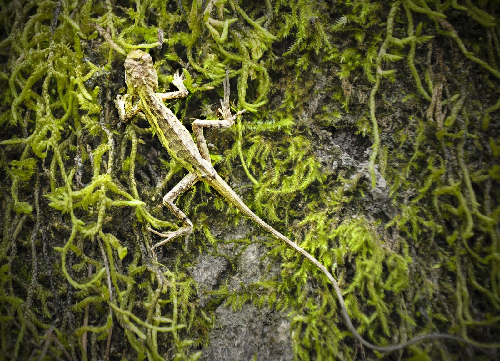 Nikon D5000 sample photo. Reptile, lizard, protective coloration photography
