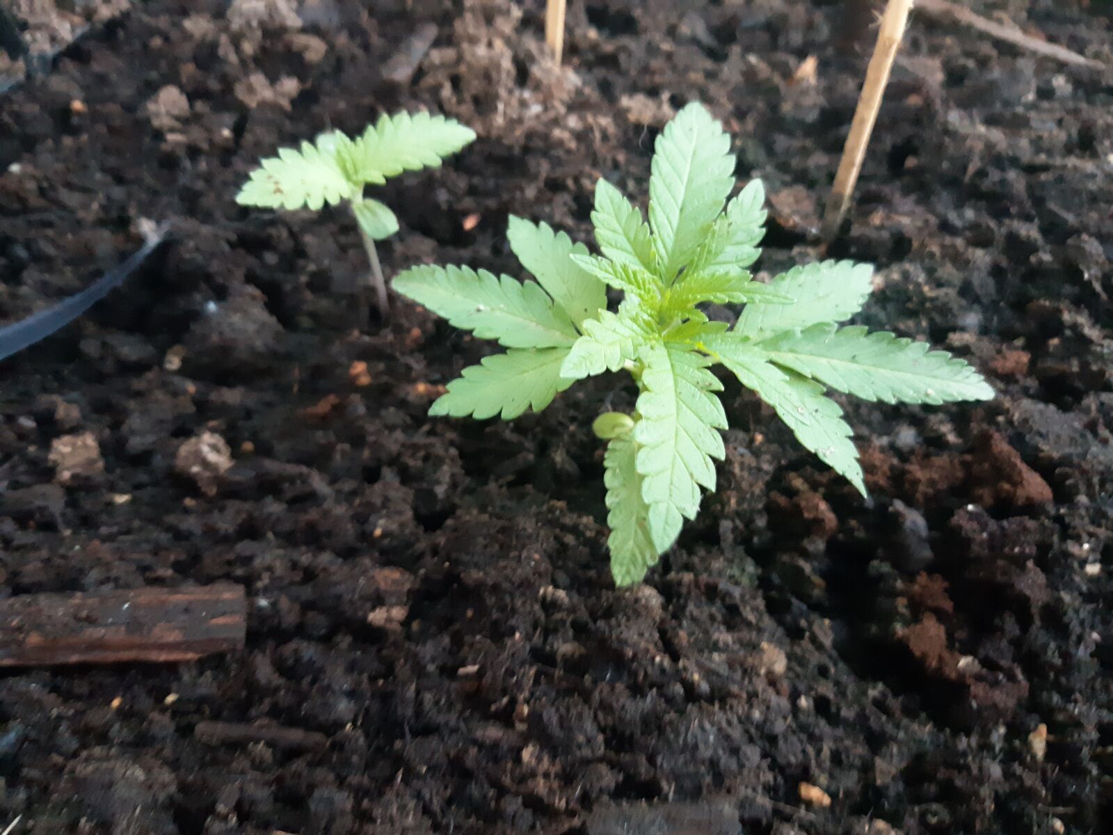 Samsung Galaxy A8(2018) sample photo. Weed, cannabis, bud photography
