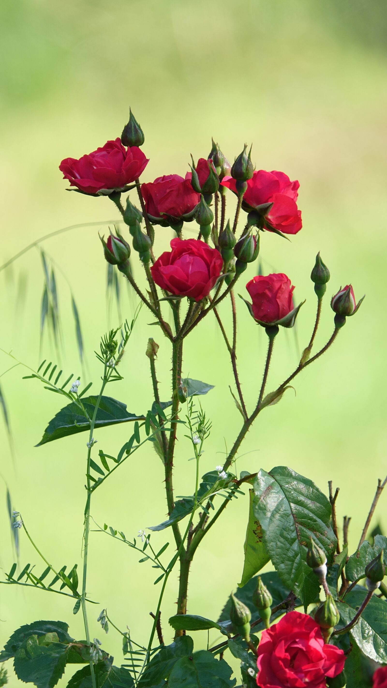 Sony Cyber-shot DSC-RX10 III sample photo. Red roses, garden, nature photography