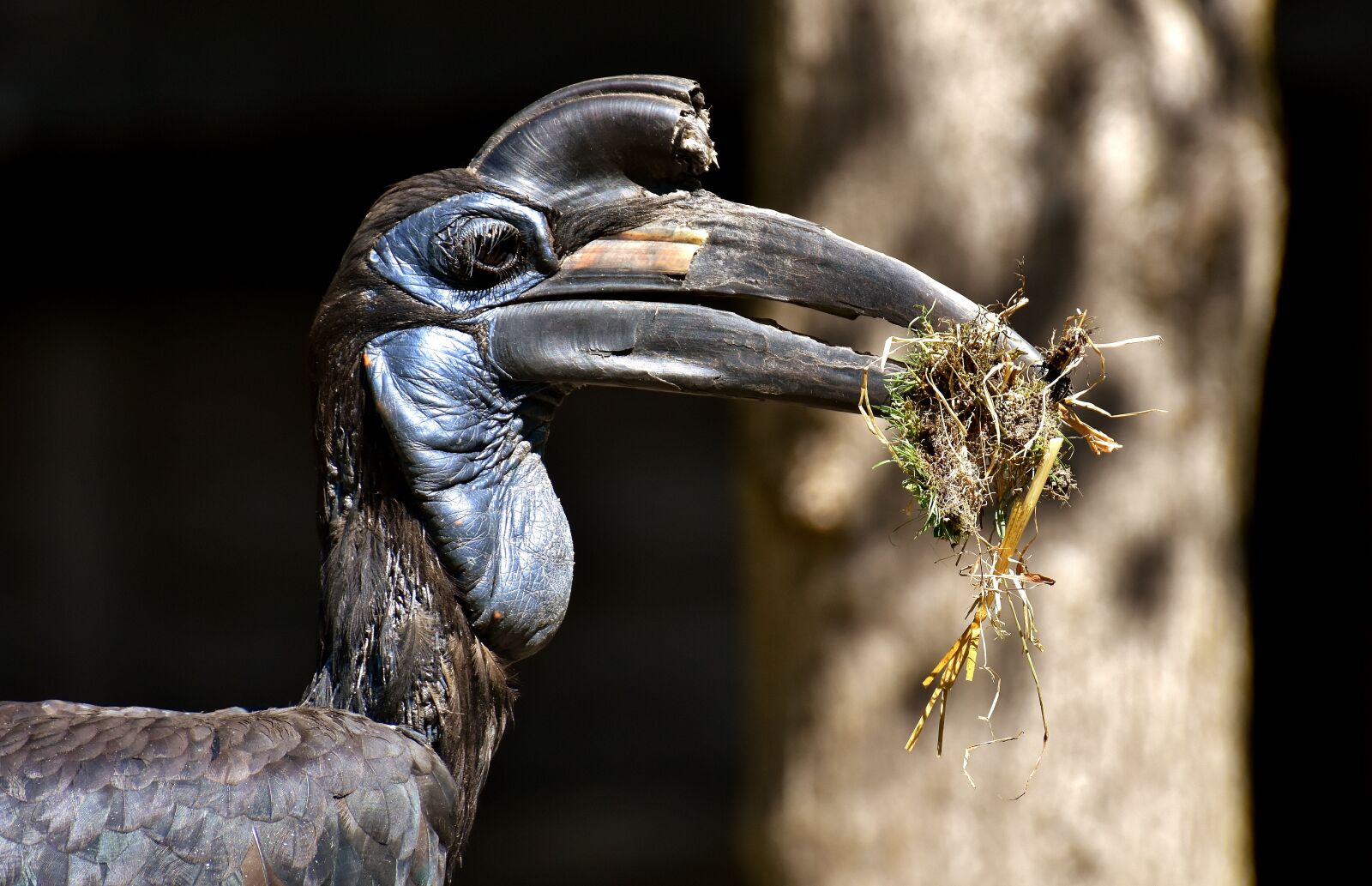 Nikon D7200 sample photo. Ground-hornbill, bird, feather photography