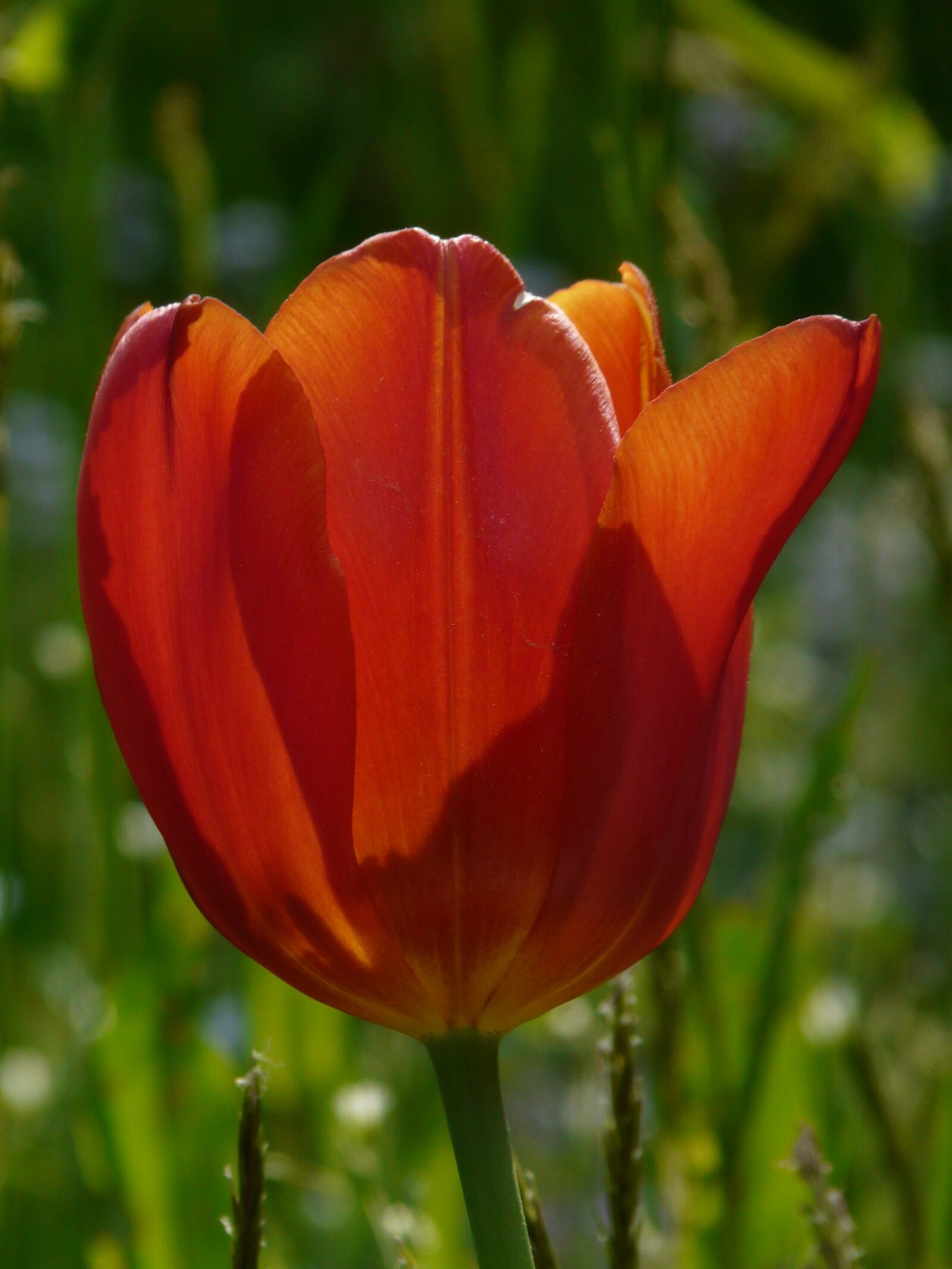 Panasonic DMC-FZ18 sample photo. Tulip, red, spring photography