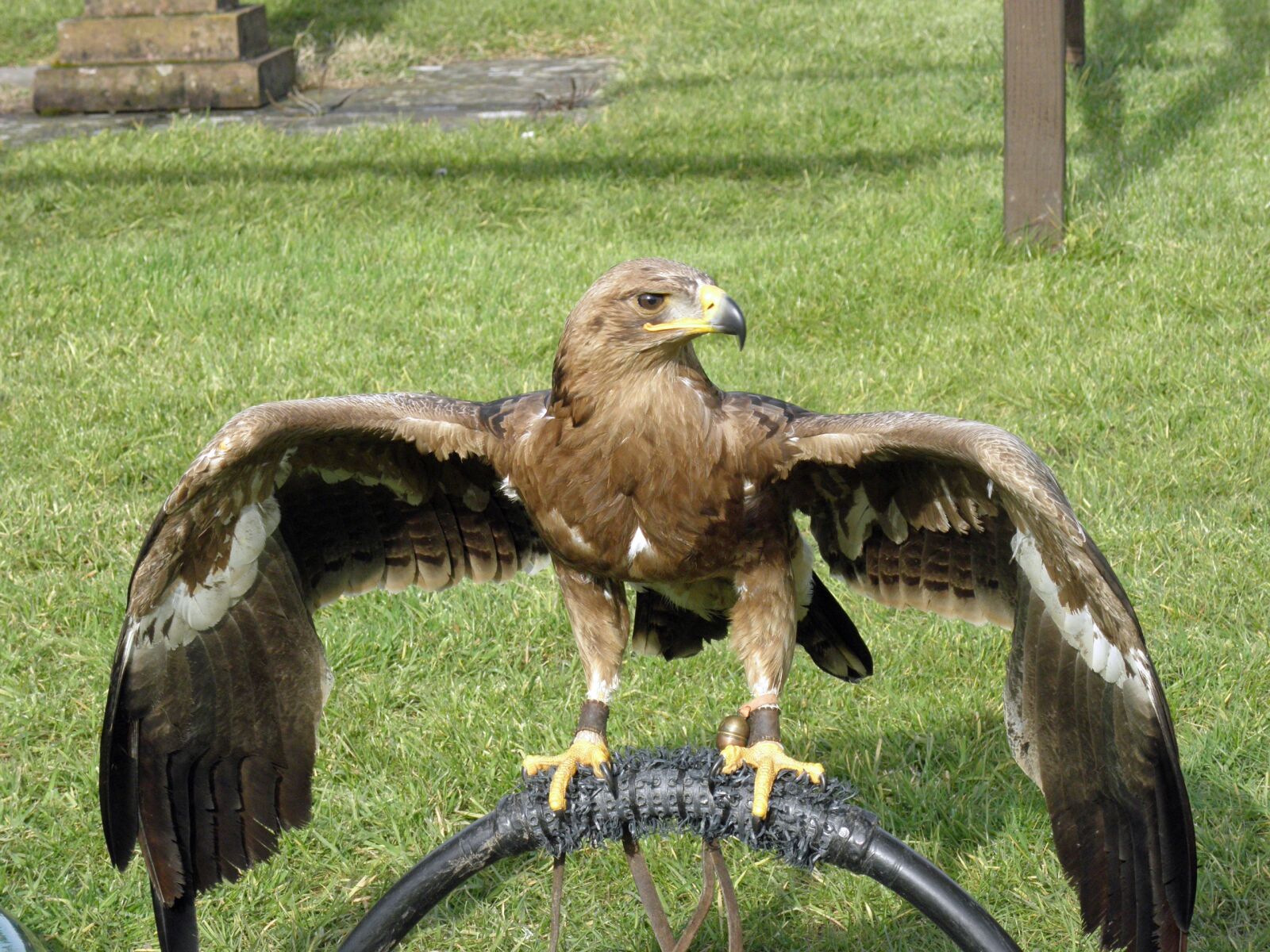 Olympus SP590UZ sample photo. Steppe eagle, eagle raptor photography