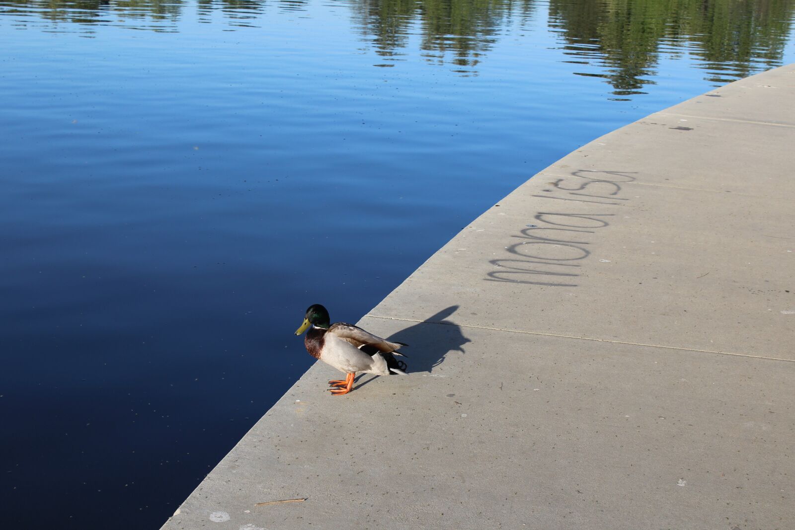 Canon EOS 1200D (EOS Rebel T5 / EOS Kiss X70 / EOS Hi) sample photo. Duck, mona lisa, shore photography