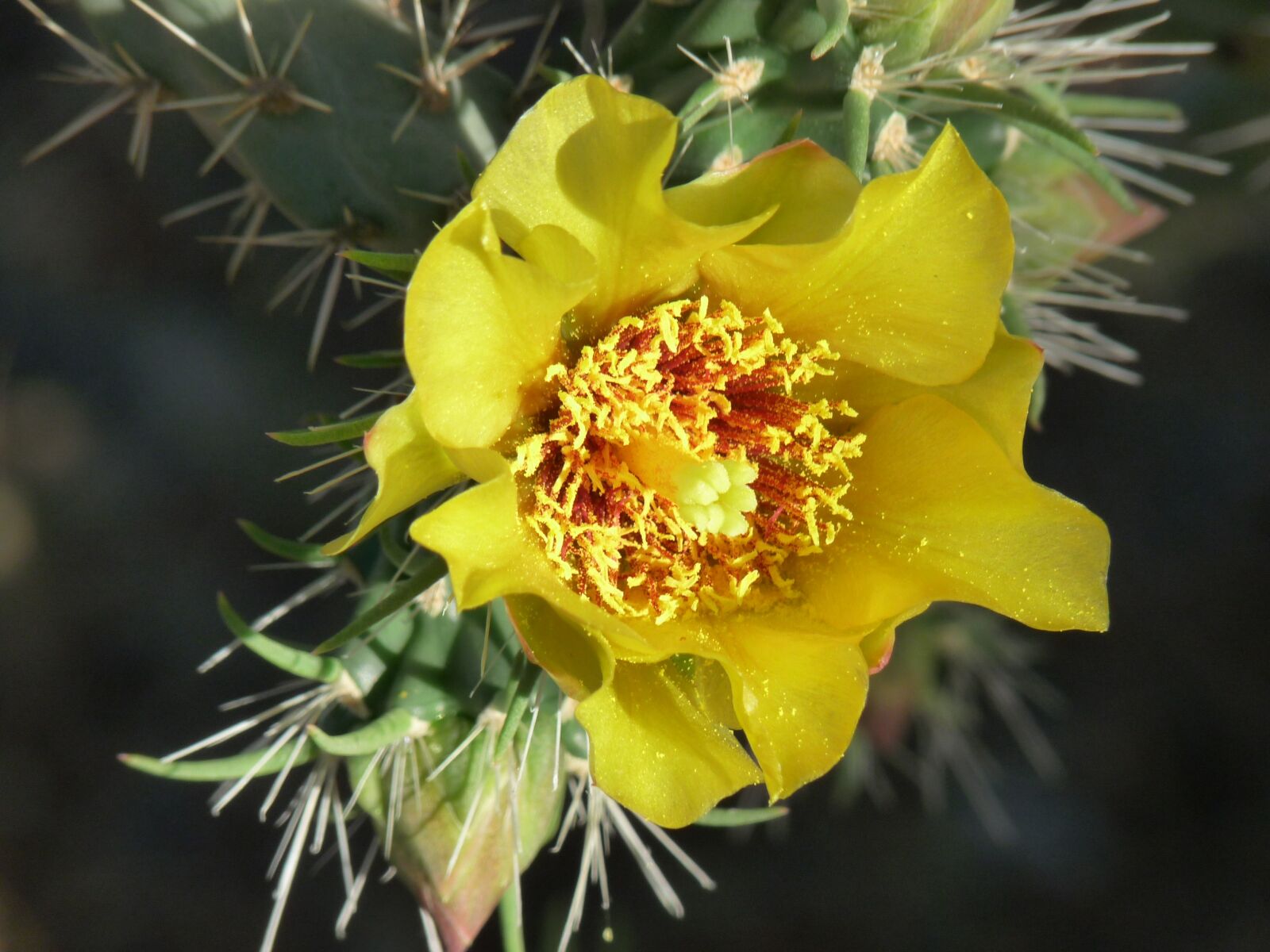 Panasonic Lumix DMC-FZ28 sample photo. Cactus, flower, desert photography