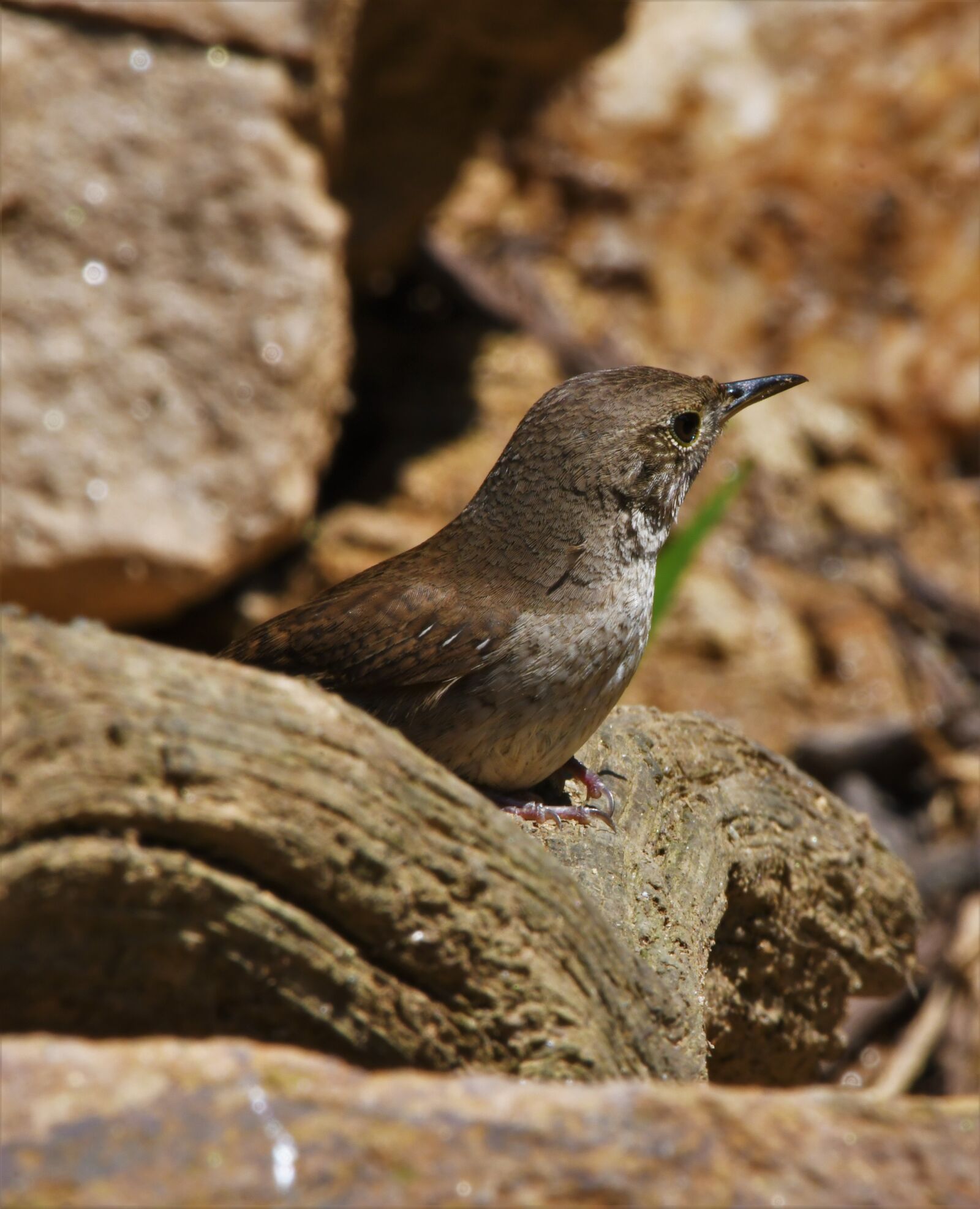 Nikon D850 sample photo. Bird, perched, wren photography