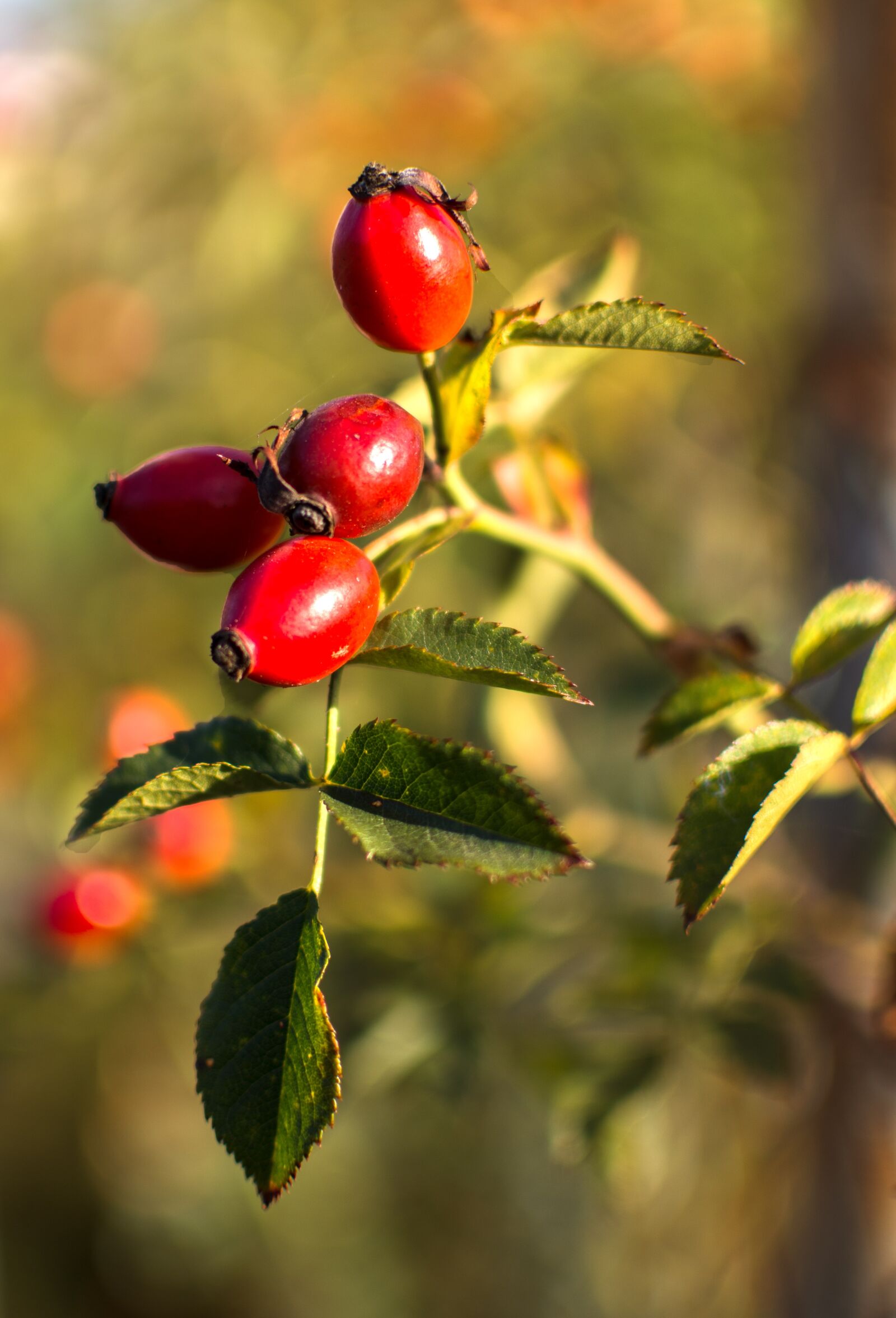 Nikon D7200 sample photo. Nature, hip, red photography