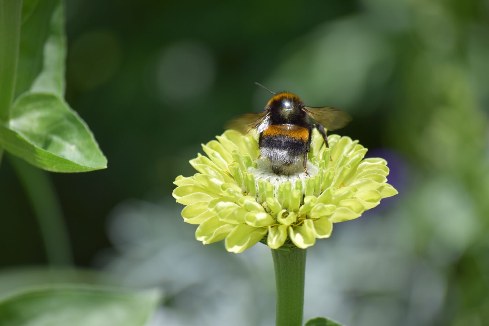 Nikon D5300 sample photo. Nature, insect, plant photography