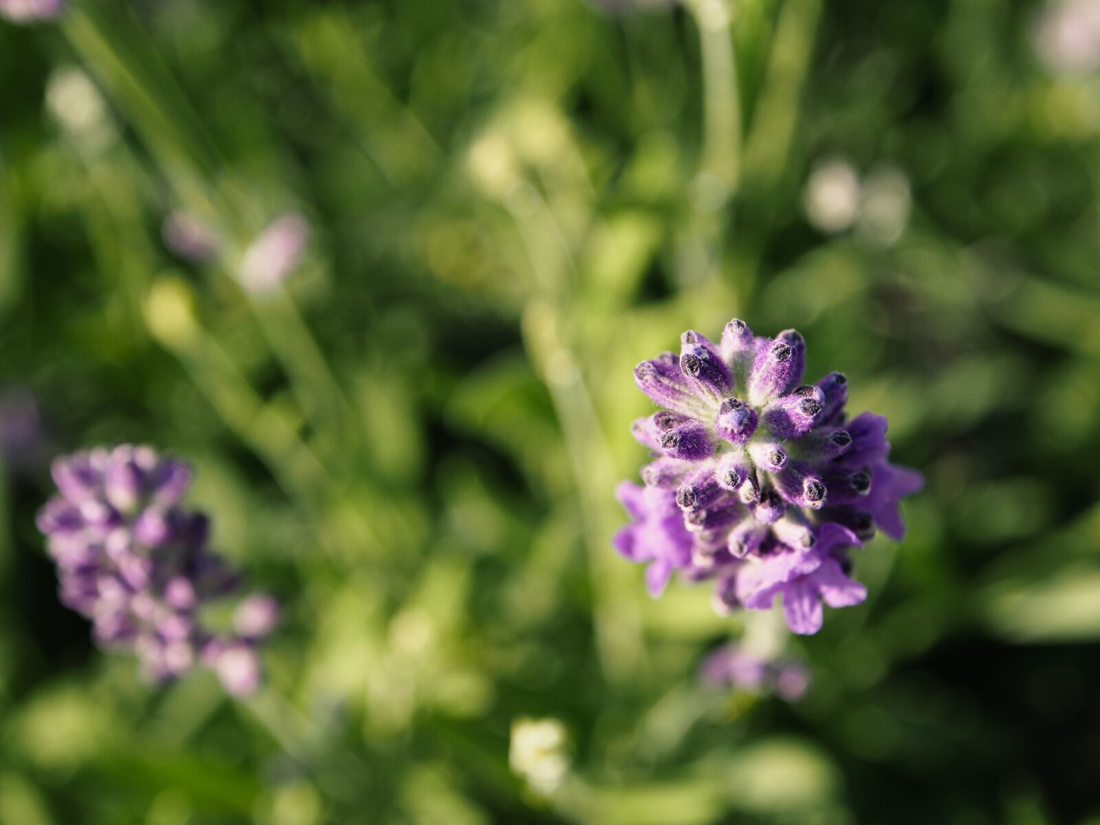 Olympus OM-D E-M5 sample photo. Lavender, buds, flow photography