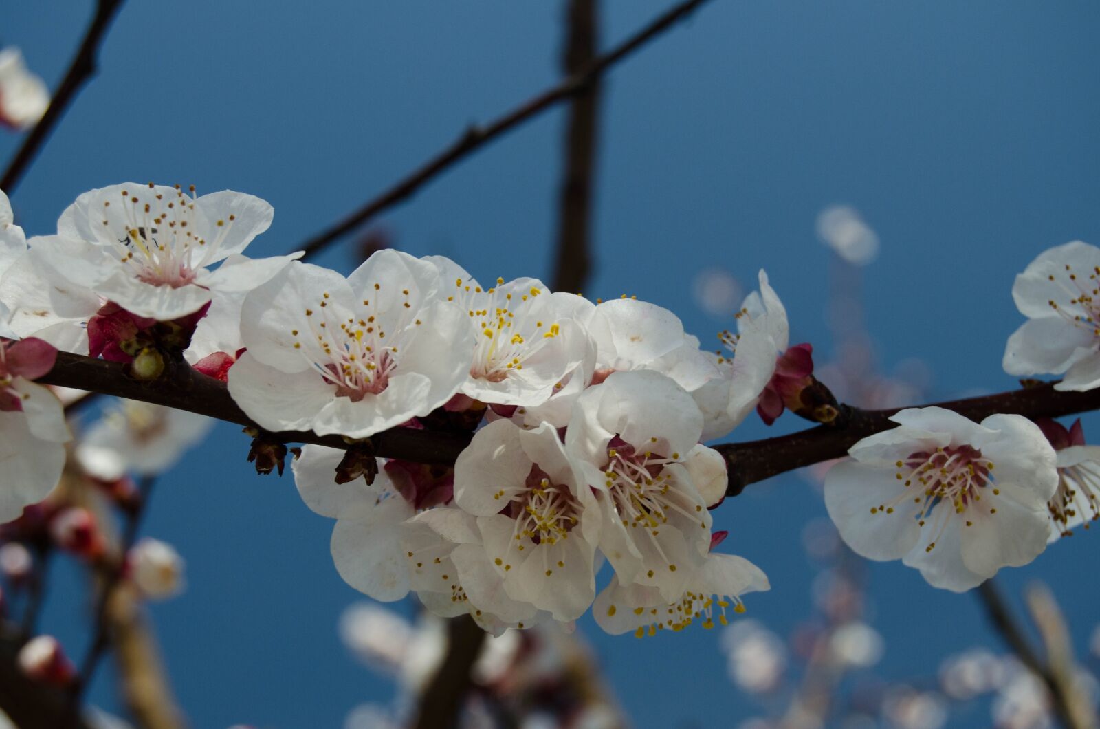 Nikon D5100 sample photo. Sprig, spring, flower photography