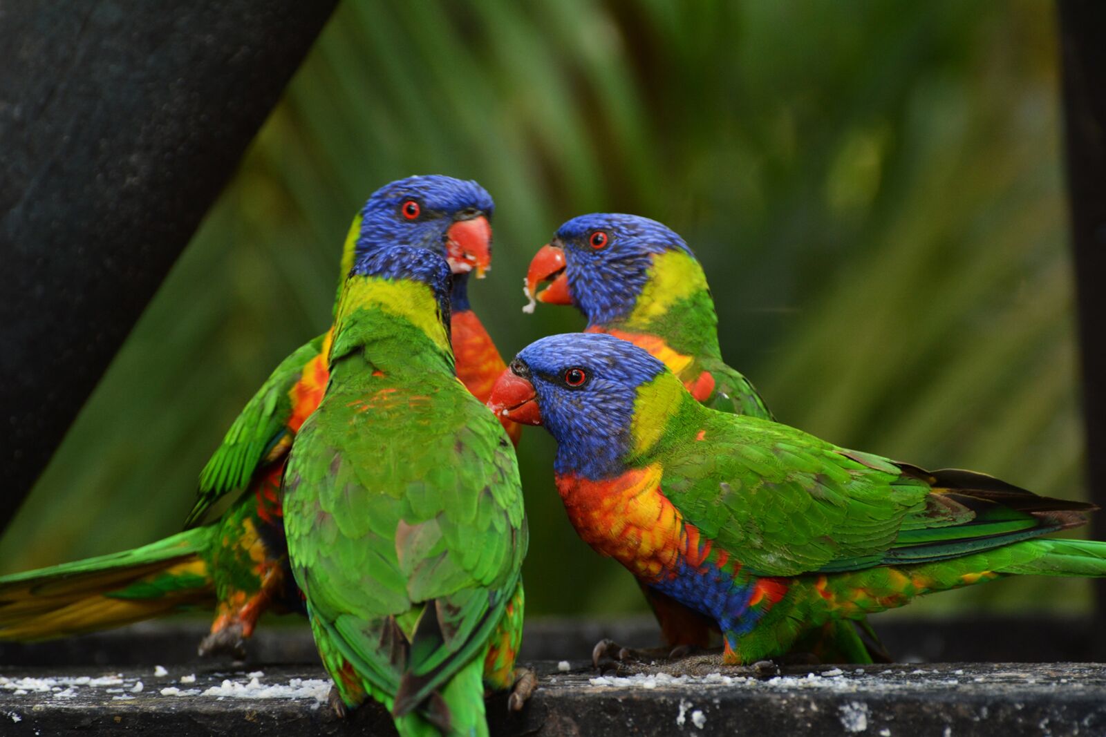 Nikon D7100 sample photo. Rainbow lorikeet, colorful, birds photography