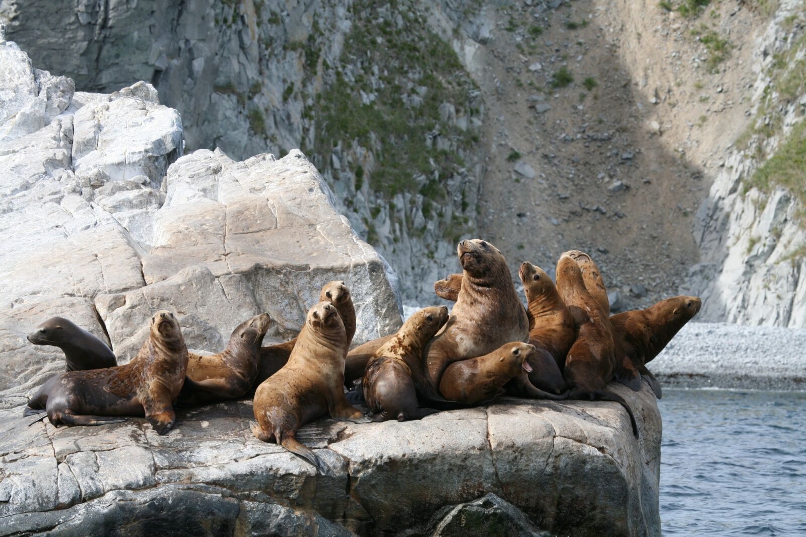 Canon EOS 5D sample photo. Sea lions, rookery, harem photography