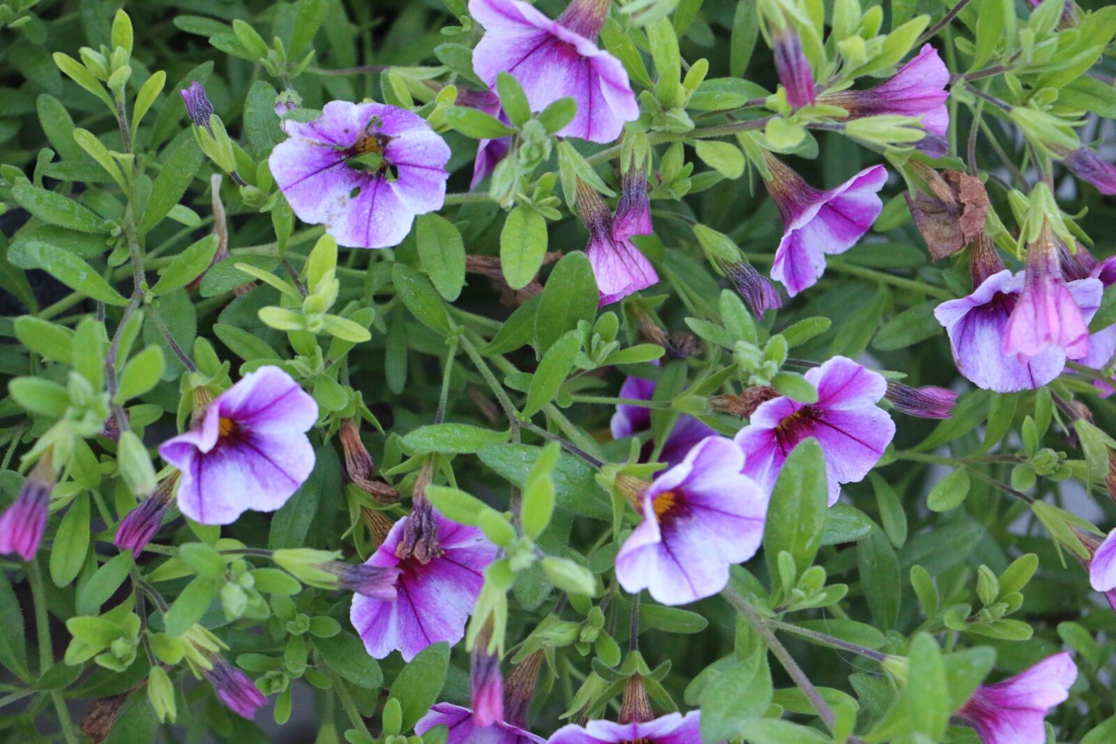 Canon EOS 70D sample photo. Flower, flora, nature photography