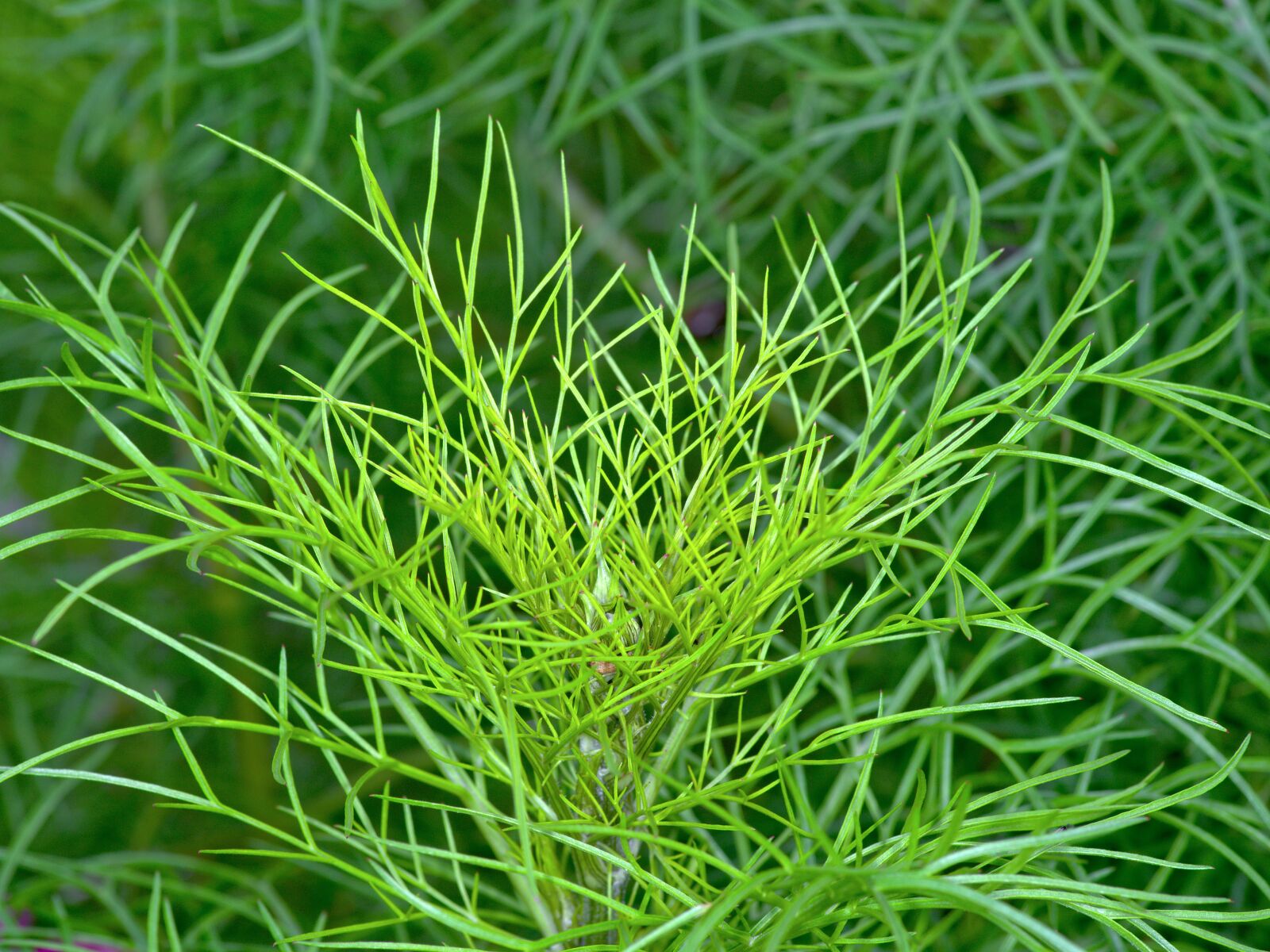 Pentax KP + Pentax smc D-FA 100mm F2.8 Macro WR sample photo. Dill, dill weed, leaves photography