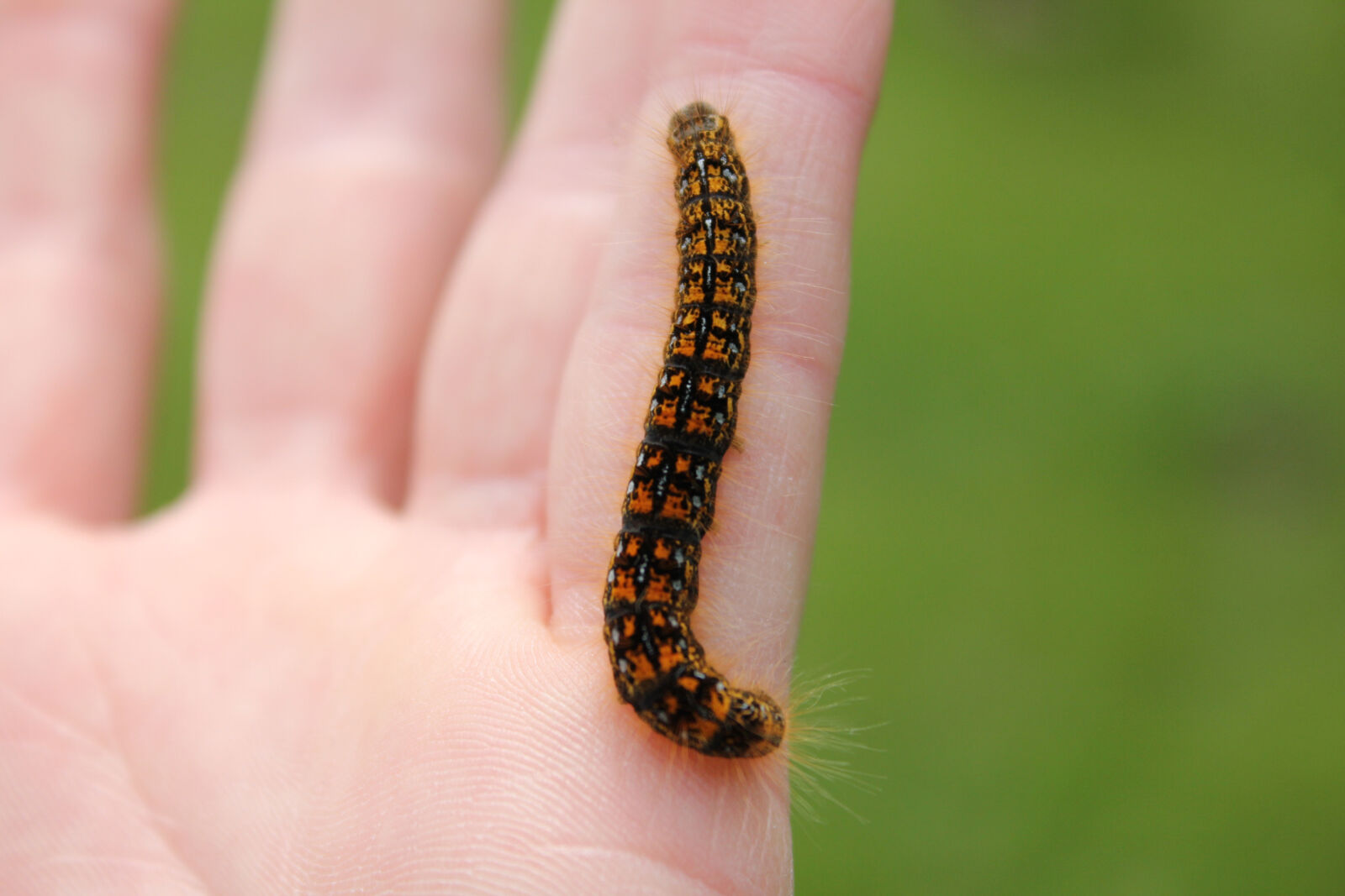 Canon EOS 550D (EOS Rebel T2i / EOS Kiss X4) sample photo. Caterpillar, fingers, green, hand photography