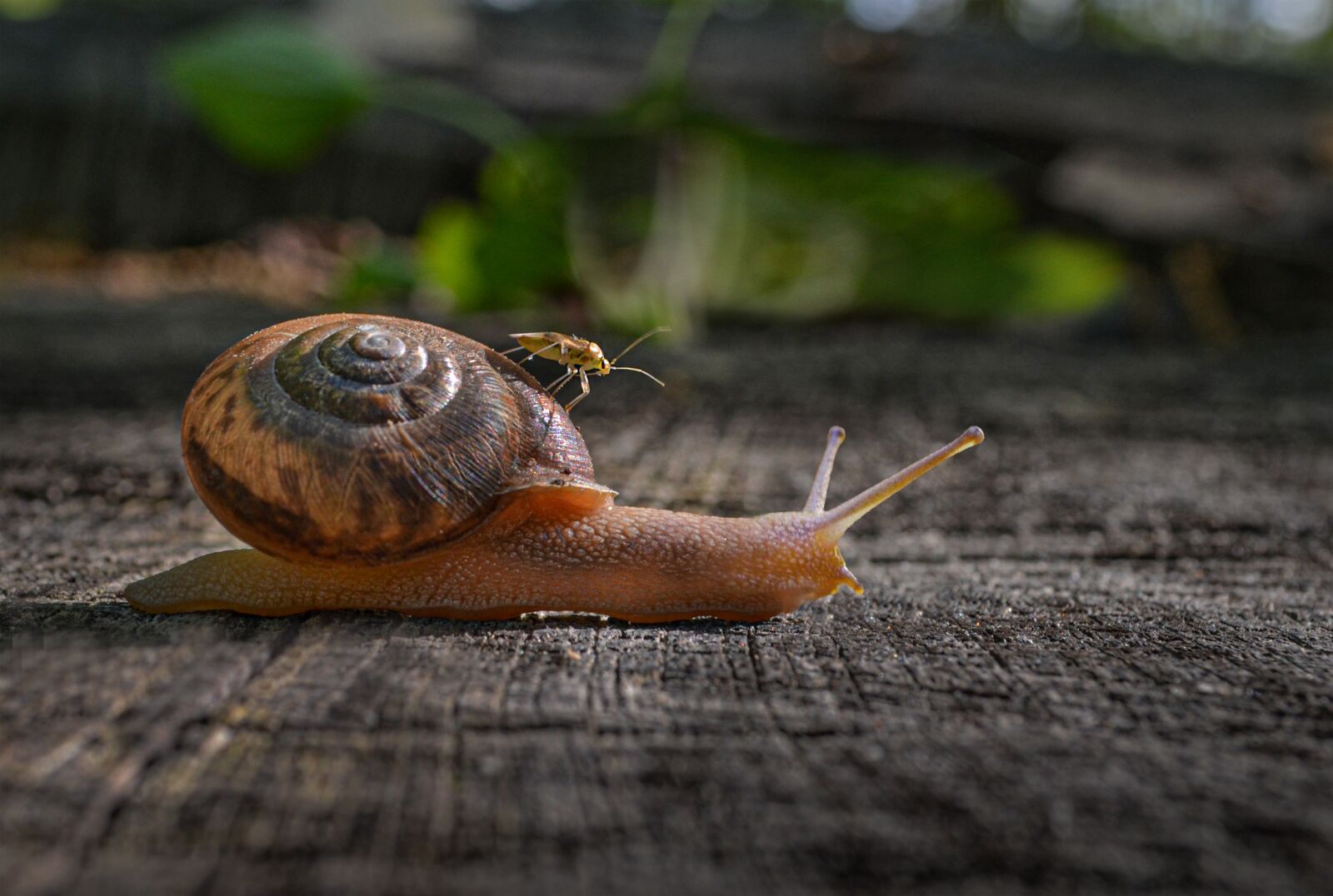 Nikon D5100 sample photo. Snail, insect, nature photography