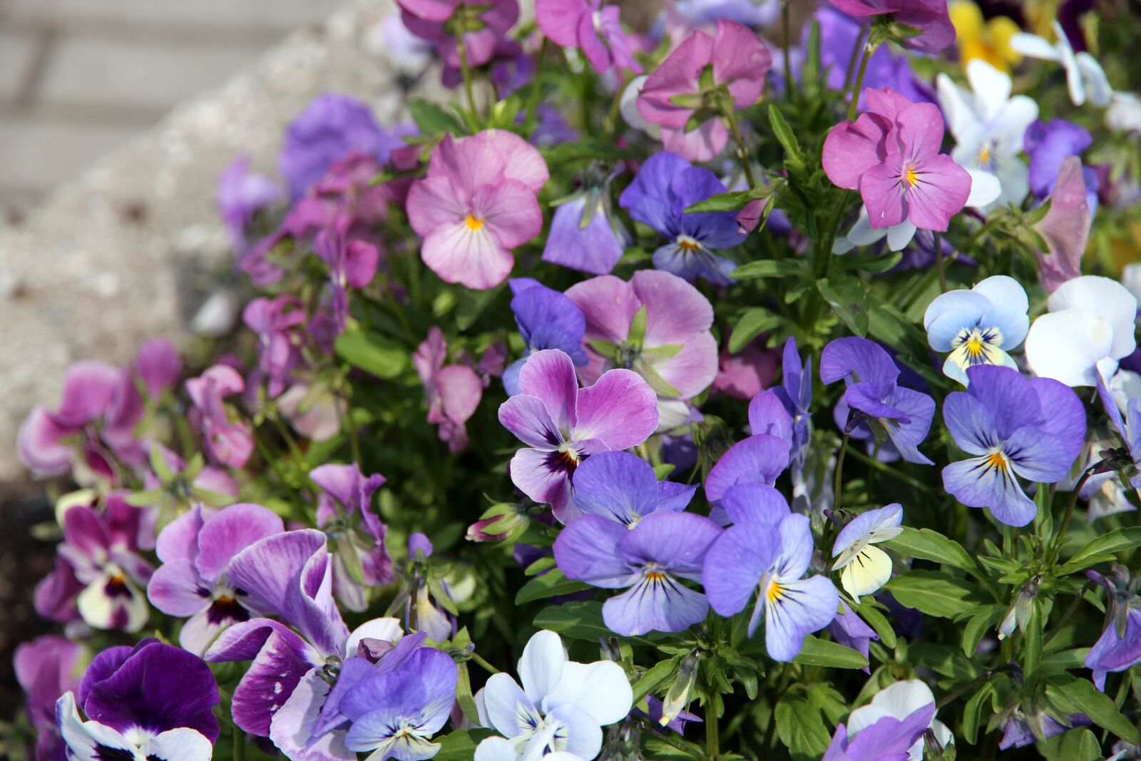 Canon EOS 650D (EOS Rebel T4i / EOS Kiss X6i) sample photo. Pansies, violets, viola tricolor photography
