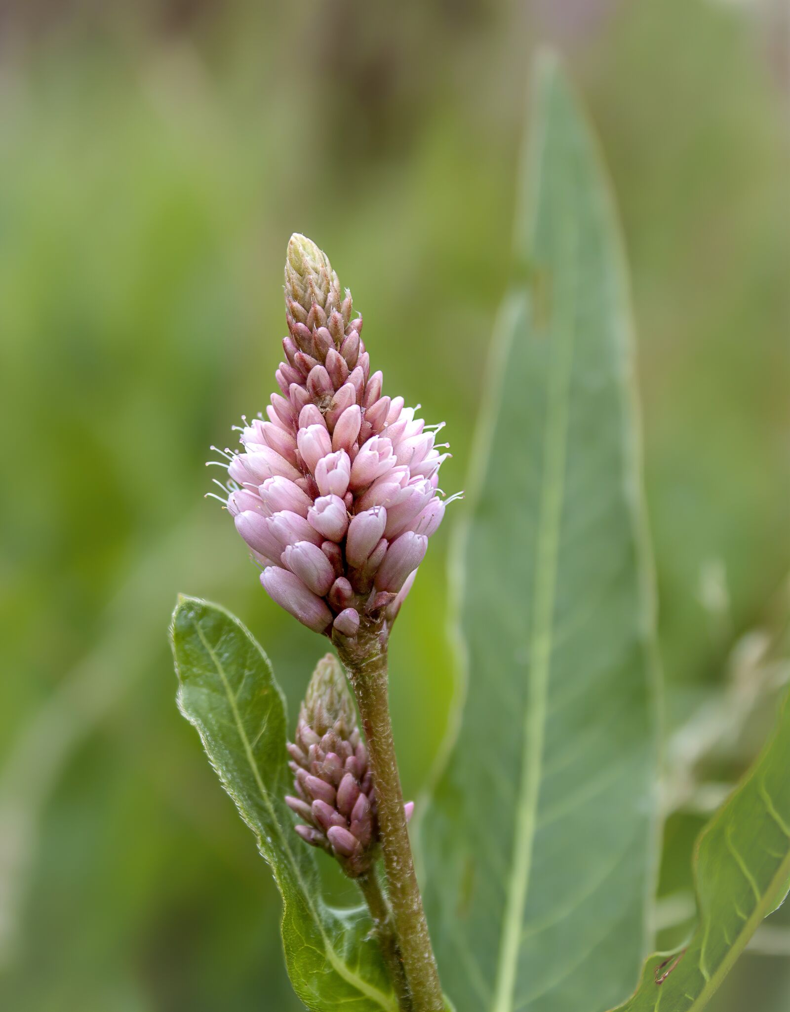 Canon EOS 500D (EOS Rebel T1i / EOS Kiss X3) sample photo. Amphibious-bistort, wildflower, wetlands photography