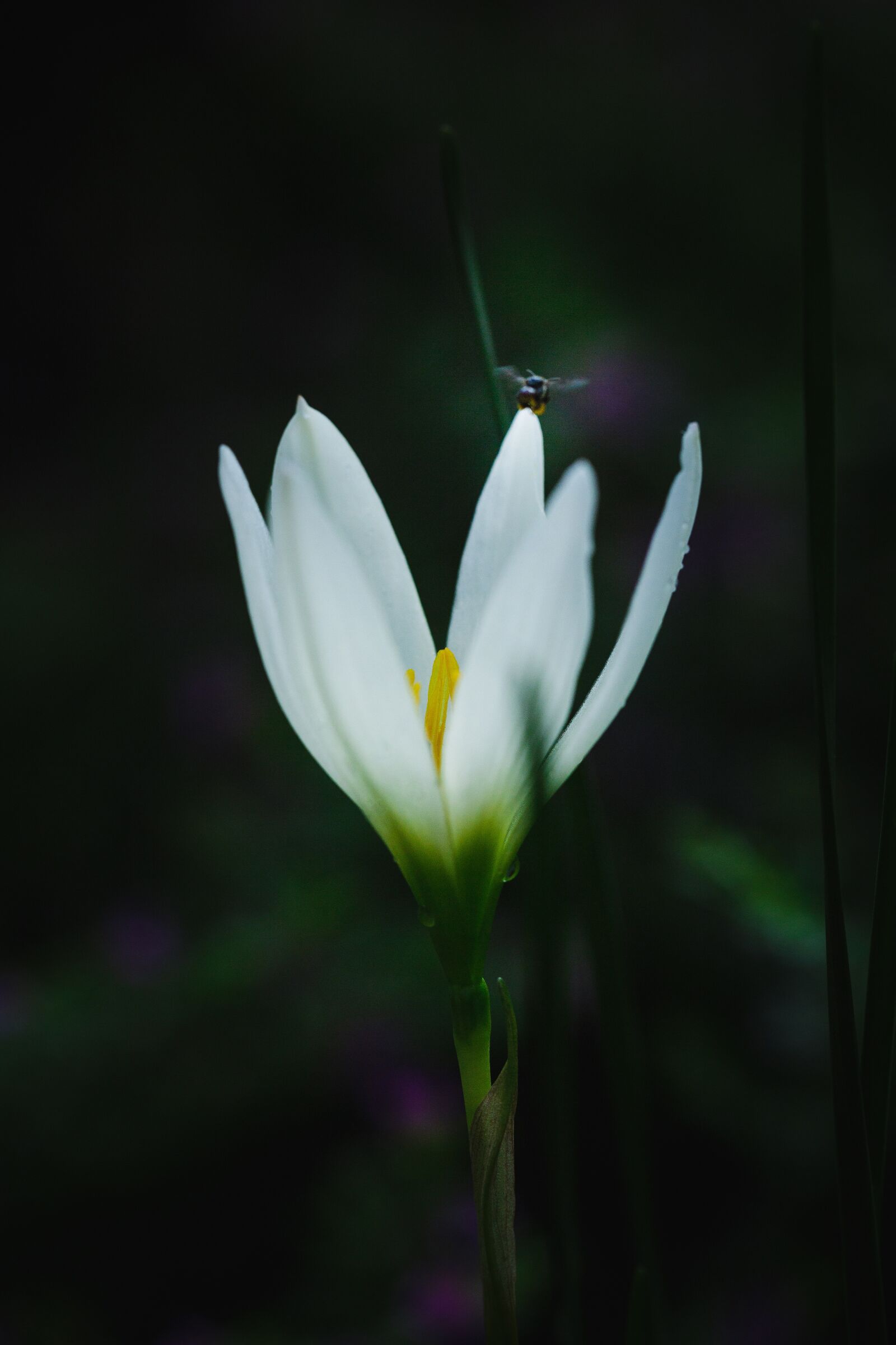 Canon EF 100mm F2.8L Macro IS USM sample photo. White flower, flower, macro photography