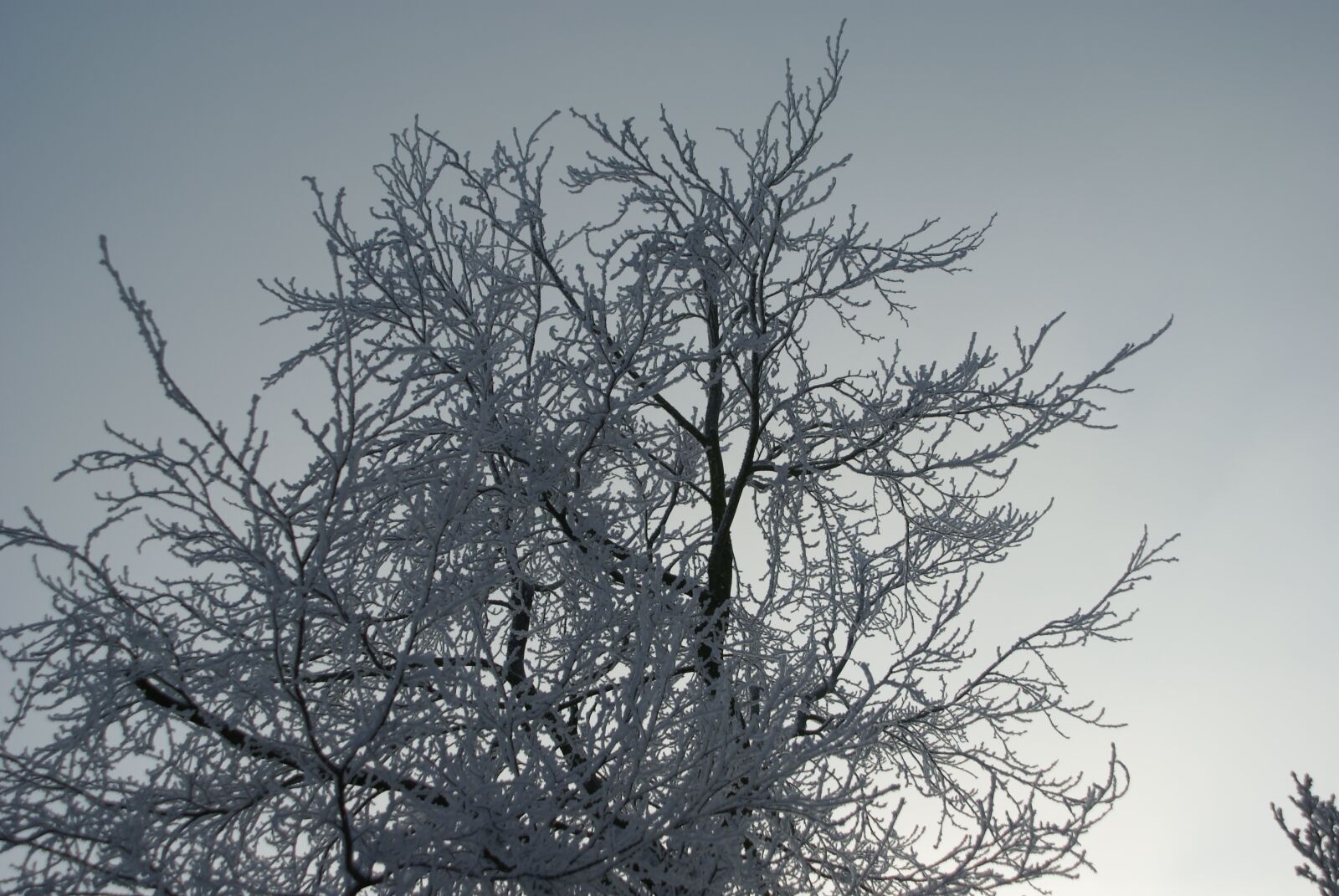 Sony Alpha DSLR-A100 sample photo. Background, snow, freezing photography