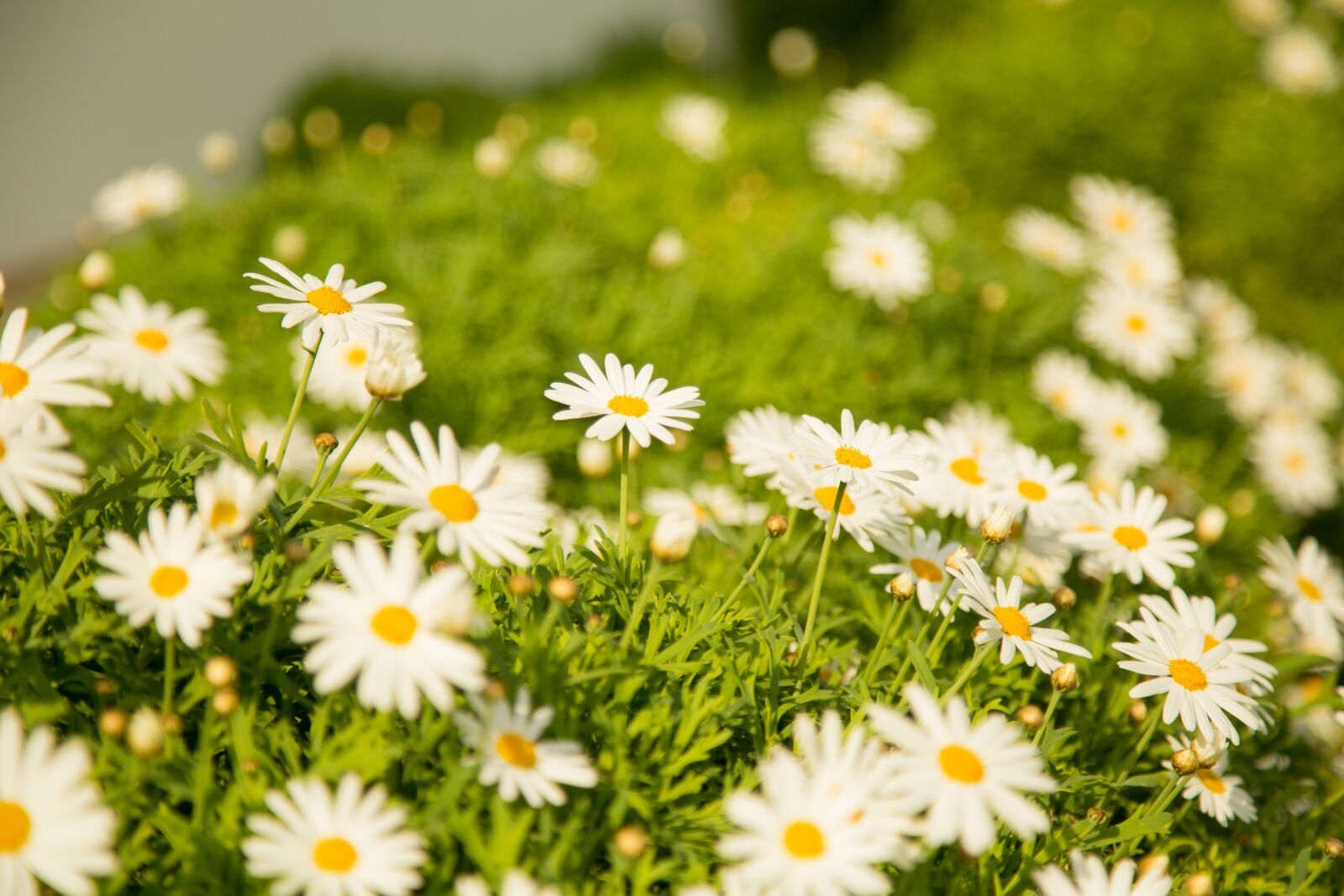 Canon EOS 6D + Canon EF 24-105mm F4L IS USM sample photo. Chamomile, spring, flowers photography