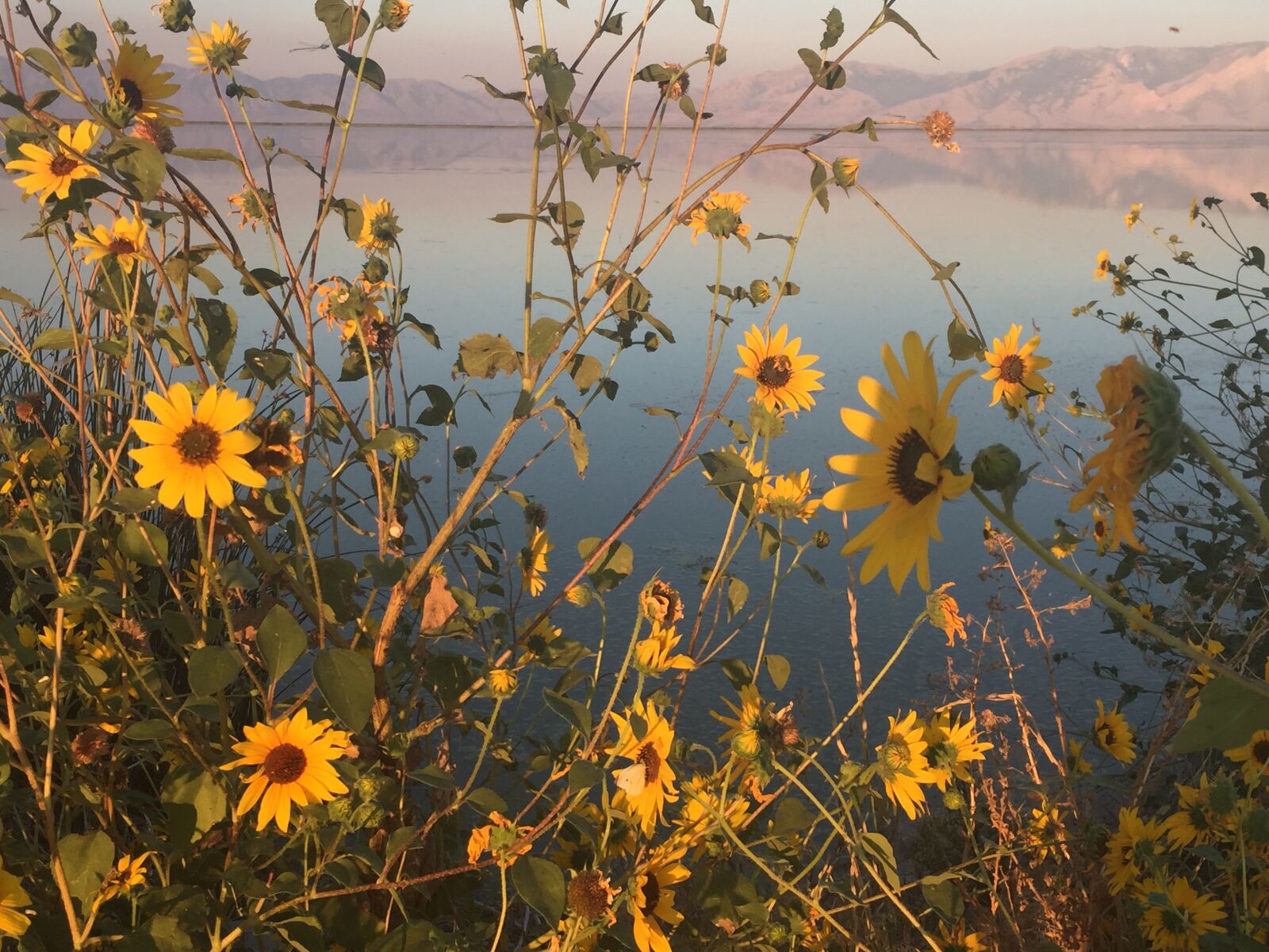 iPhone 6 back camera 4.15mm f/2.2 sample photo. Landscape, sunflowers, bird refuge photography