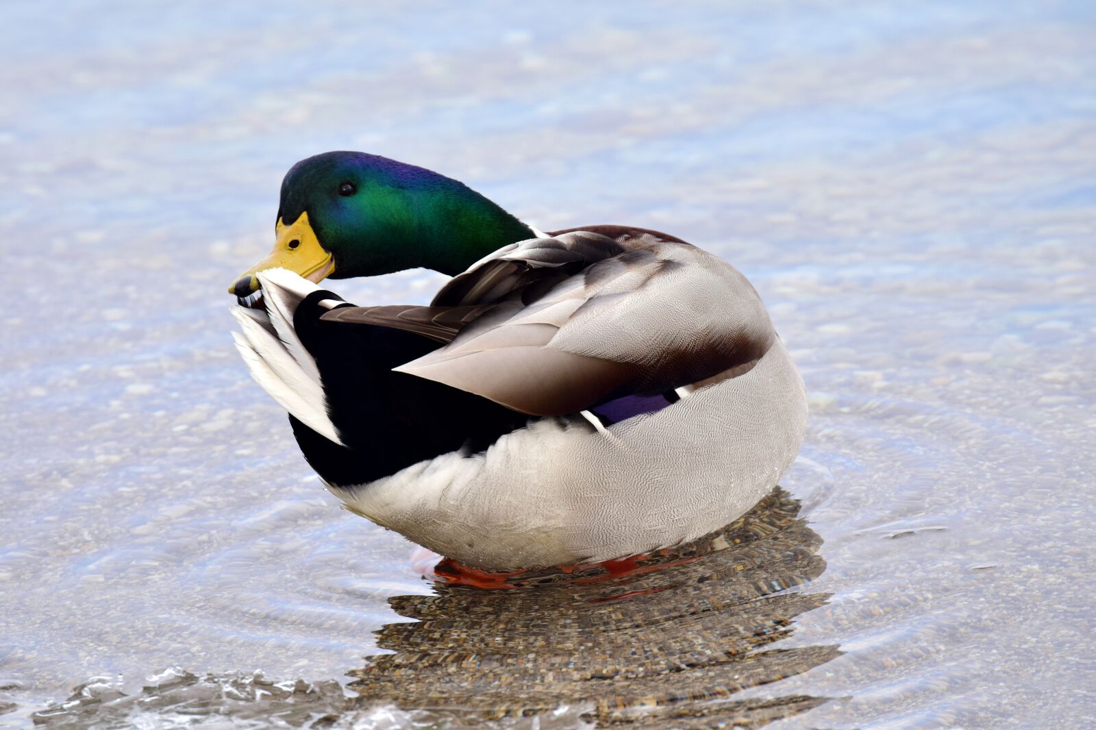 Nikon D3300 sample photo. Duck, mallard, water photography