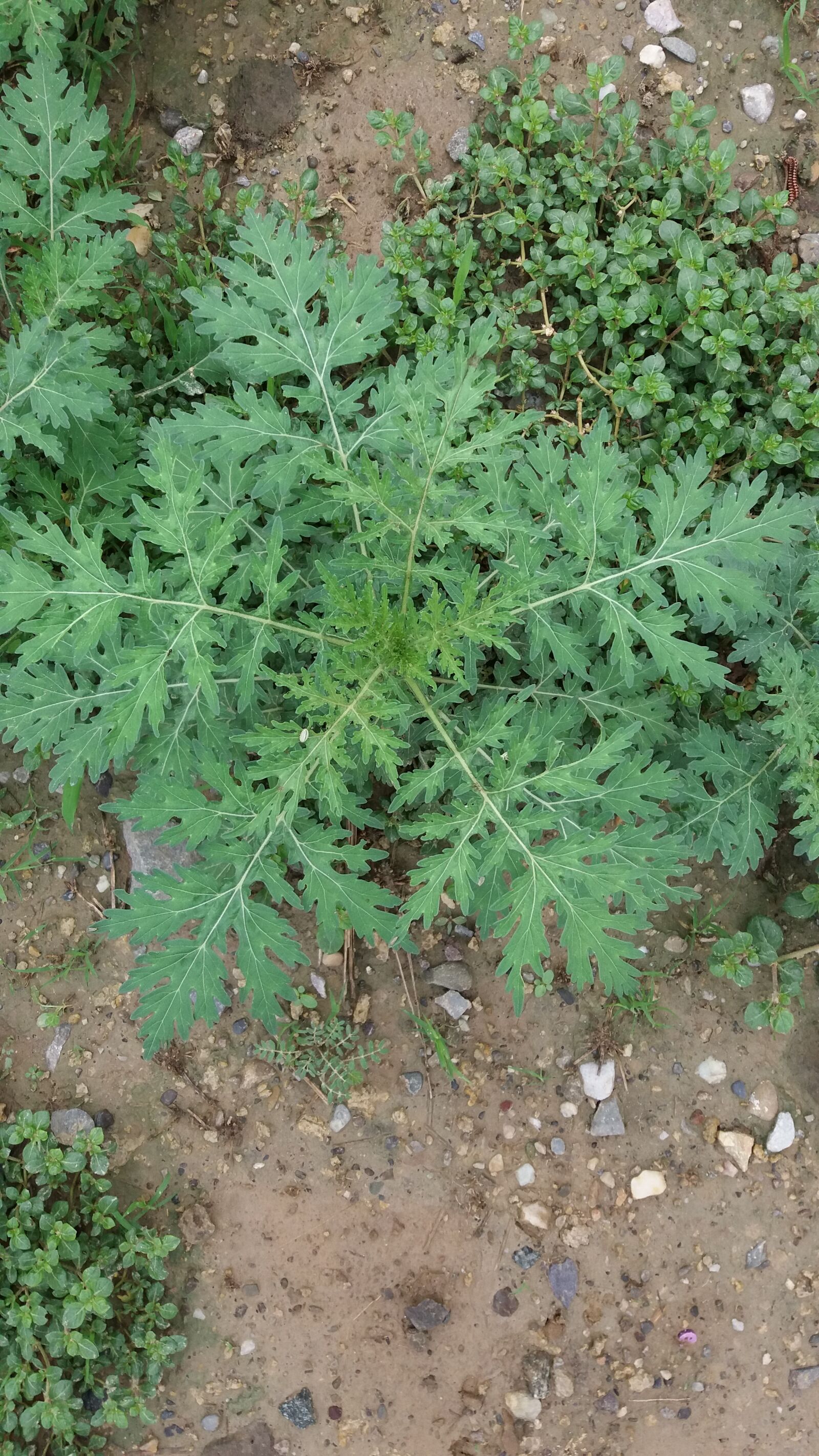 Samsung Galaxy J5 sample photo. Plant photography