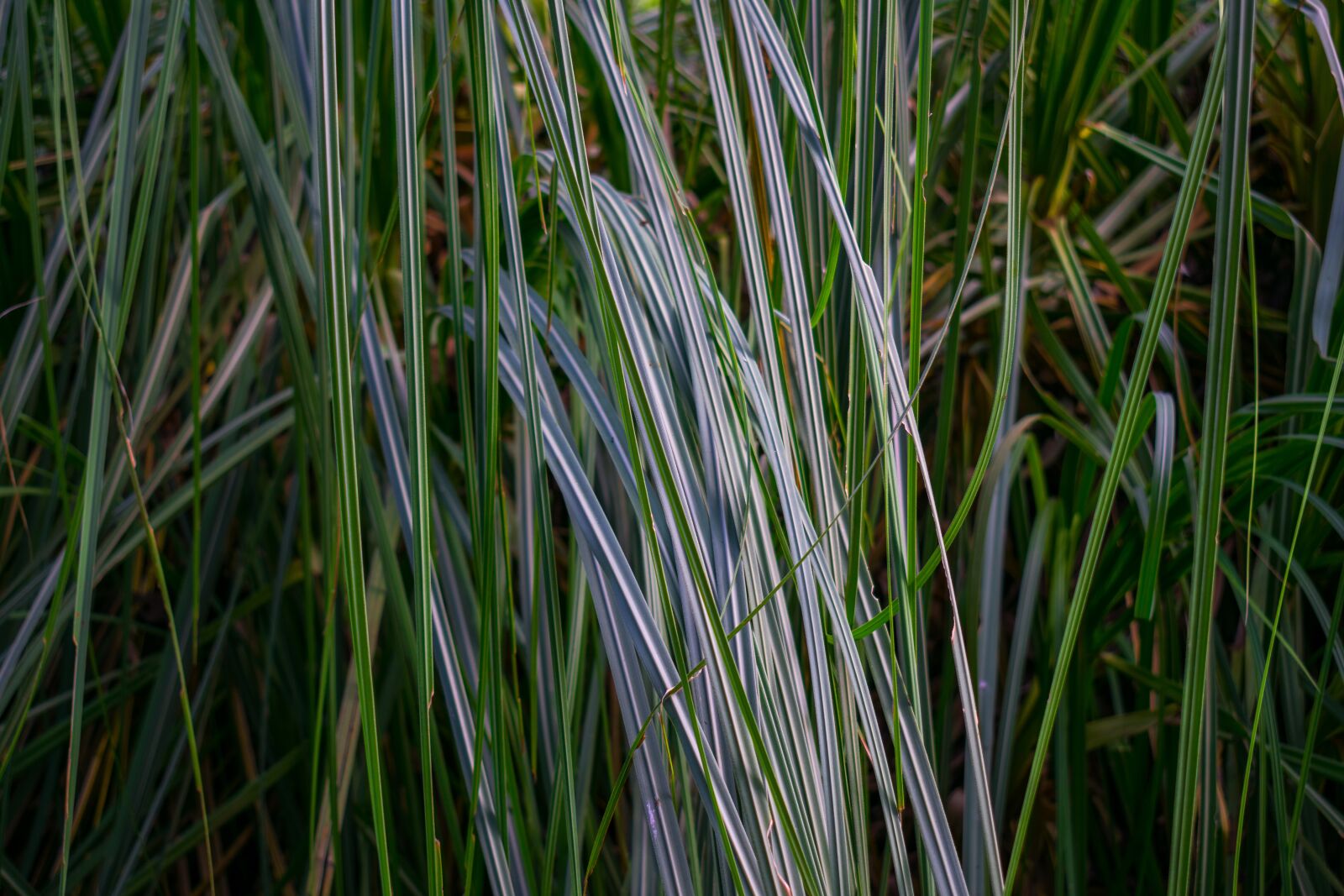 Nikon D3400 sample photo. Grass, thatched, weeds photography