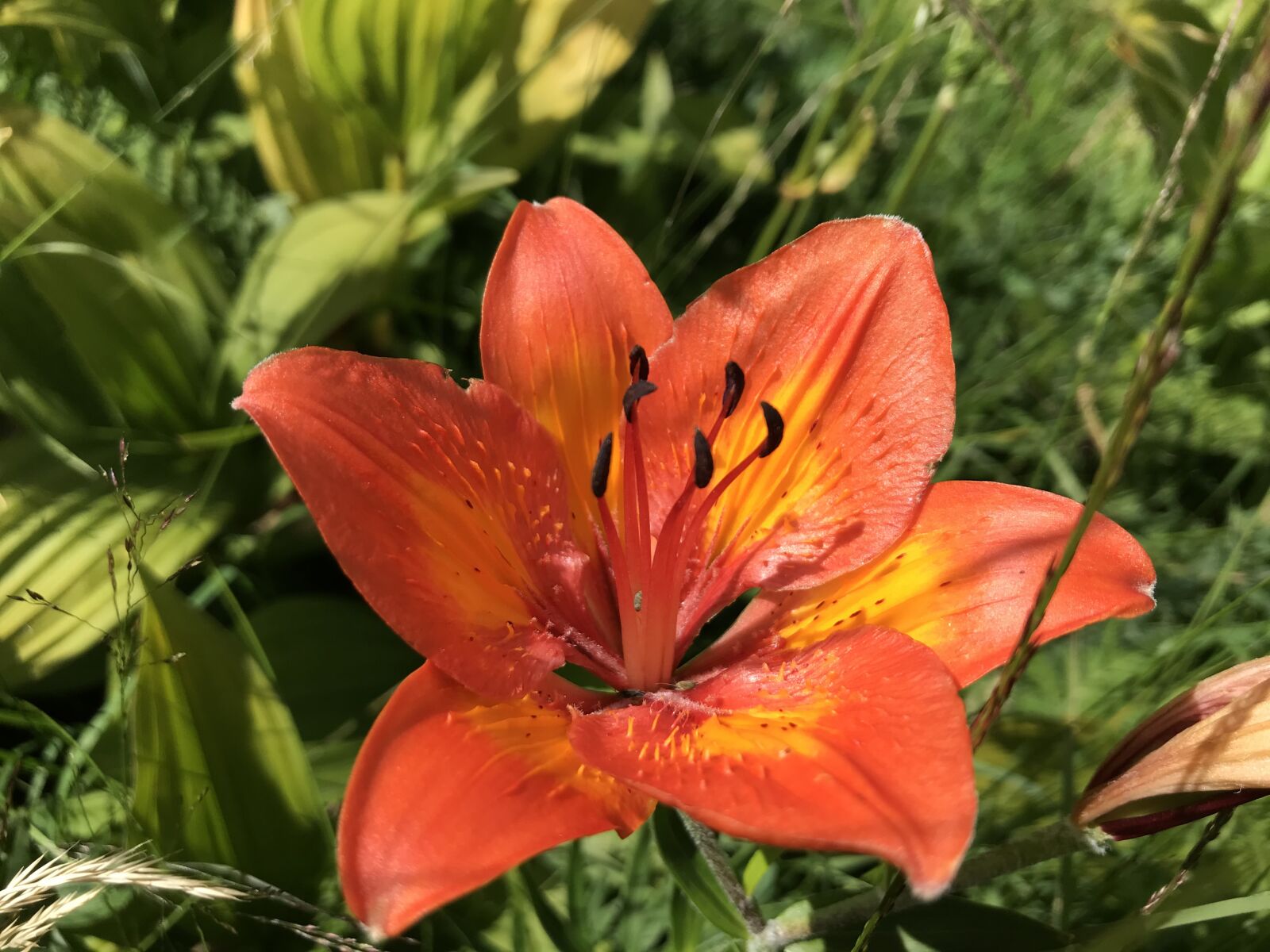 iPhone 7 back camera 3.99mm f/1.8 sample photo. Towards landarenca, lily of photography