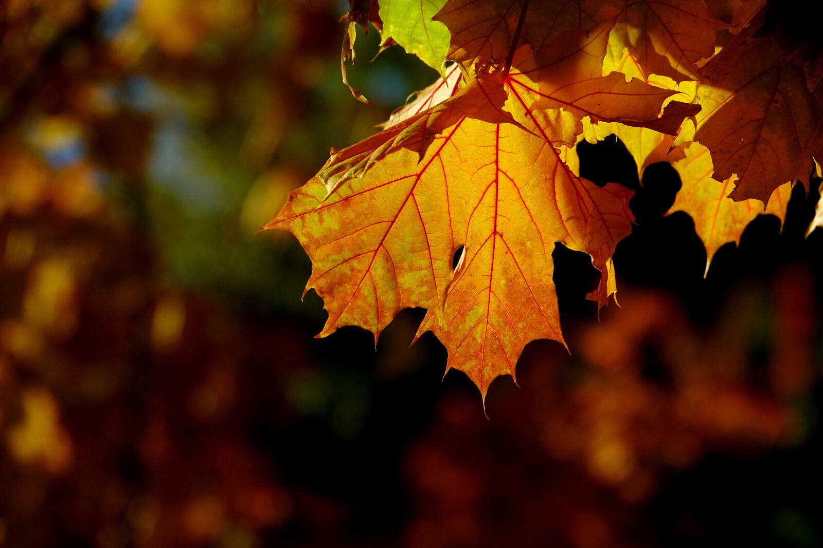 Sony Cyber-shot DSC-RX10 III sample photo. Autumn, leaf, nature photography