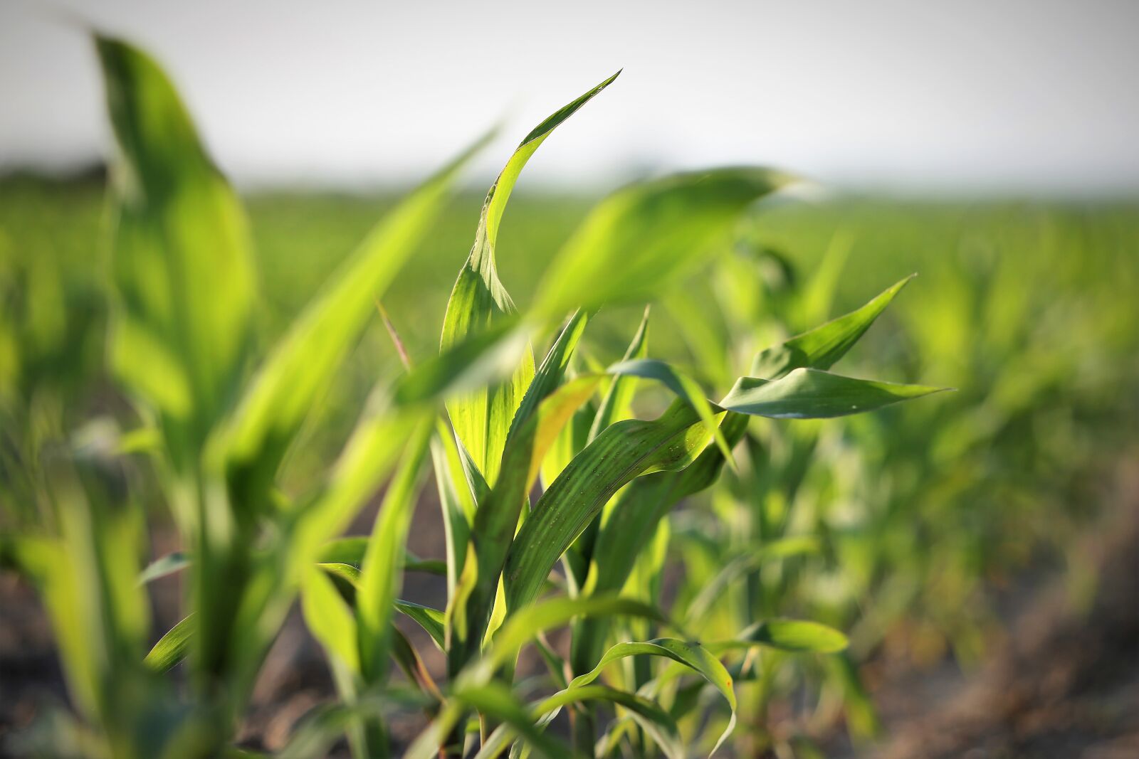 Canon EF 70-300 F4-5.6 IS II USM sample photo. Agriculture, young corn, plant photography