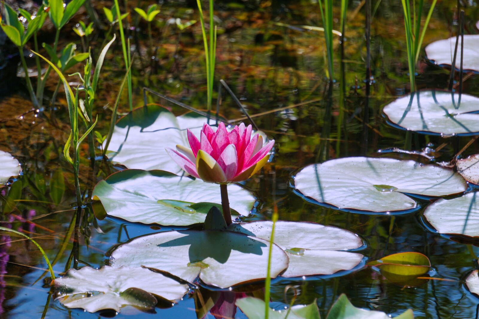 Sony a5100 + Sony E 55-210mm F4.5-6.3 OSS sample photo. Pond, water lily, aquatic photography