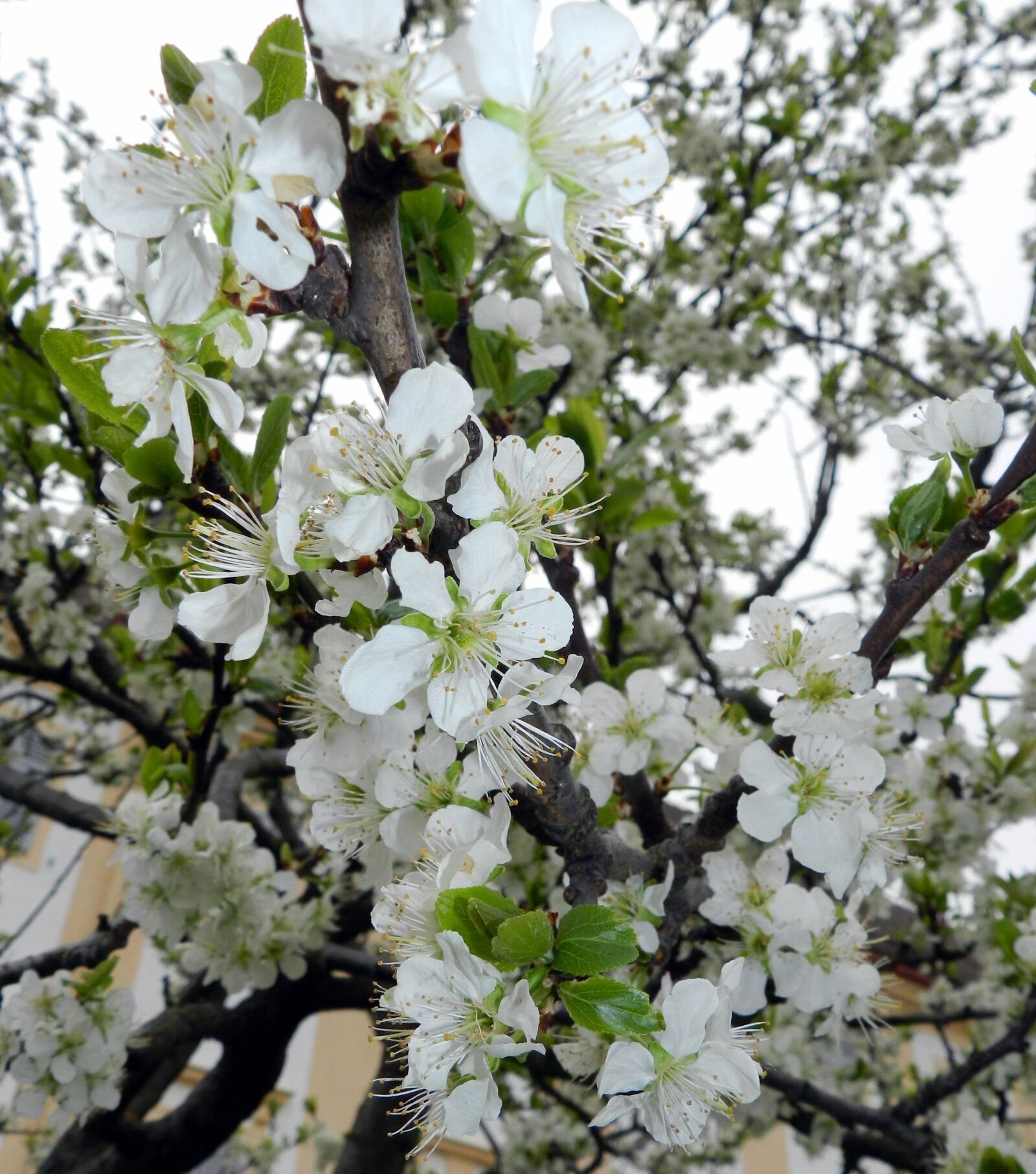 Nikon Coolpix P500 sample photo. Blossom, bloom, spring photography