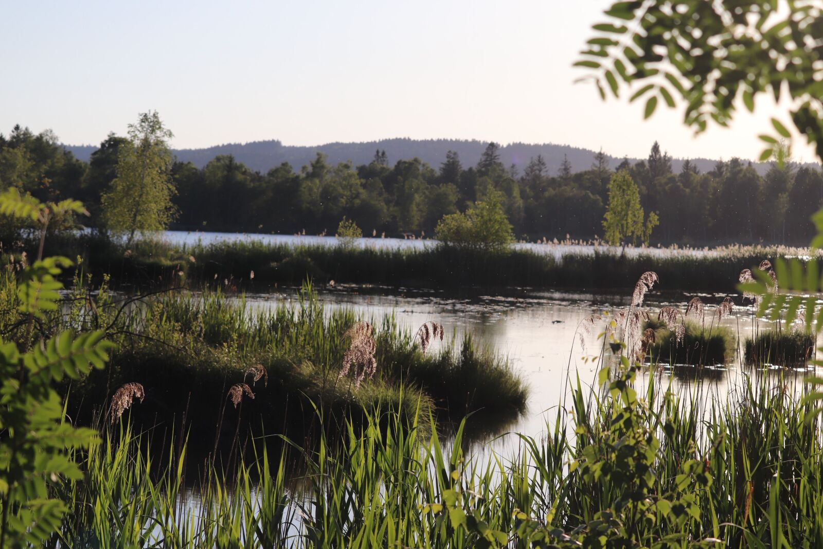 Canon EF-S 55-250mm F4-5.6 IS STM sample photo. Moor, lake, nature photography