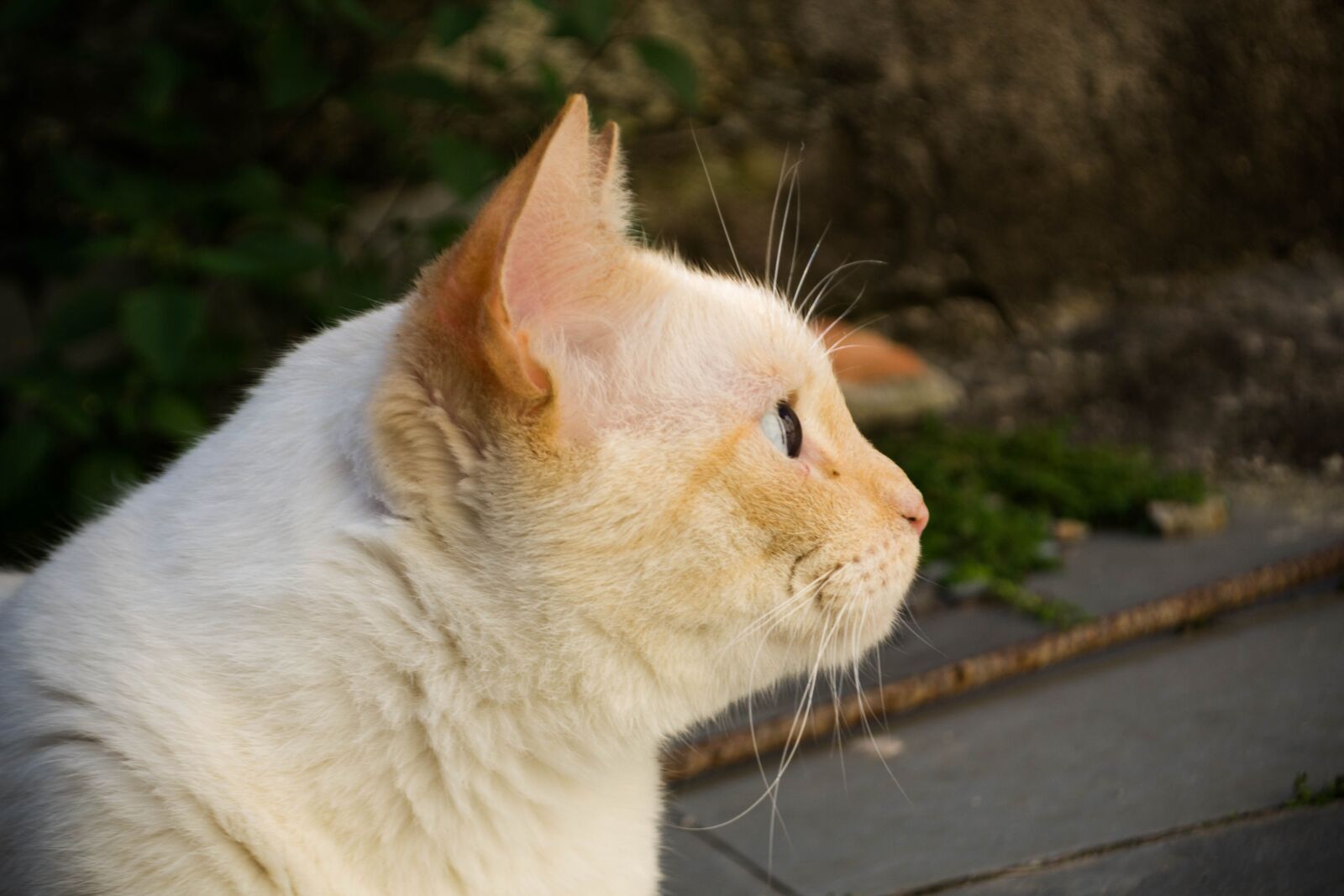 Nikon D3100 sample photo. Cat, pet, animal photography