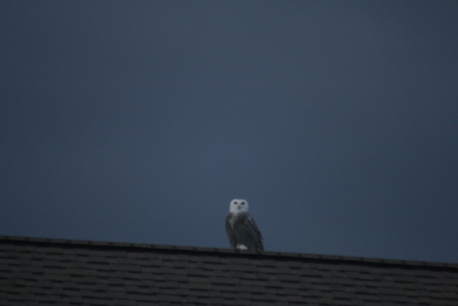 Canon EOS 400D (EOS Digital Rebel XTi / EOS Kiss Digital X) sample photo. Owl, sky, bird photography
