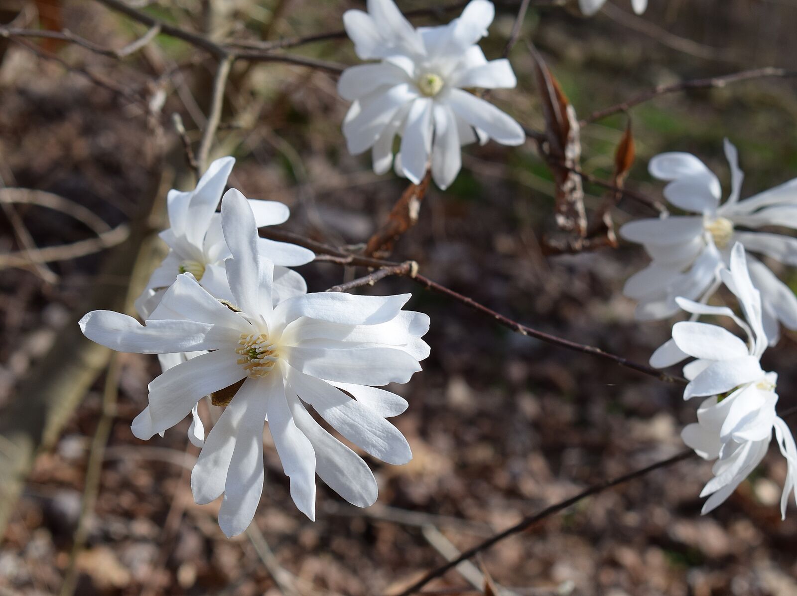 Nikon D3300 sample photo. Star magnolia, magnolia, tree photography