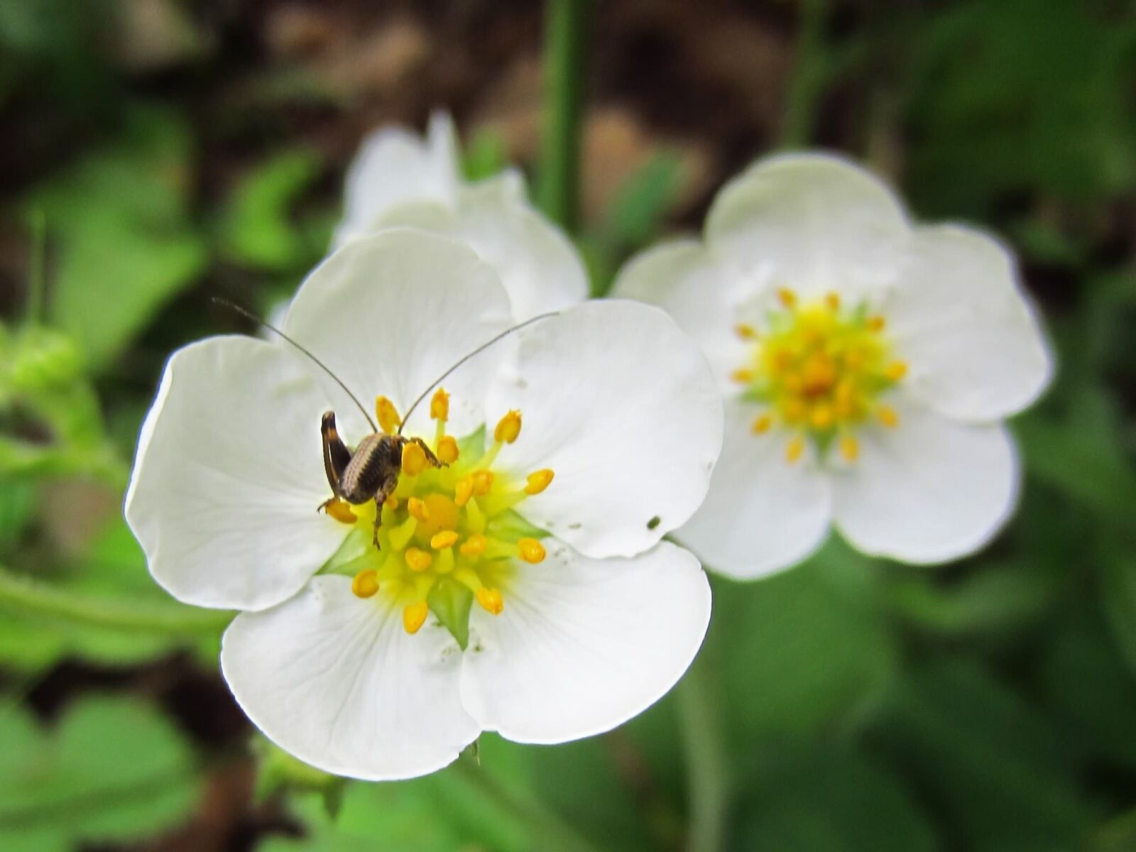 Canon PowerShot ELPH 300 HS (IXUS 220 HS / IXY 410F) sample photo. White, flower, insect photography