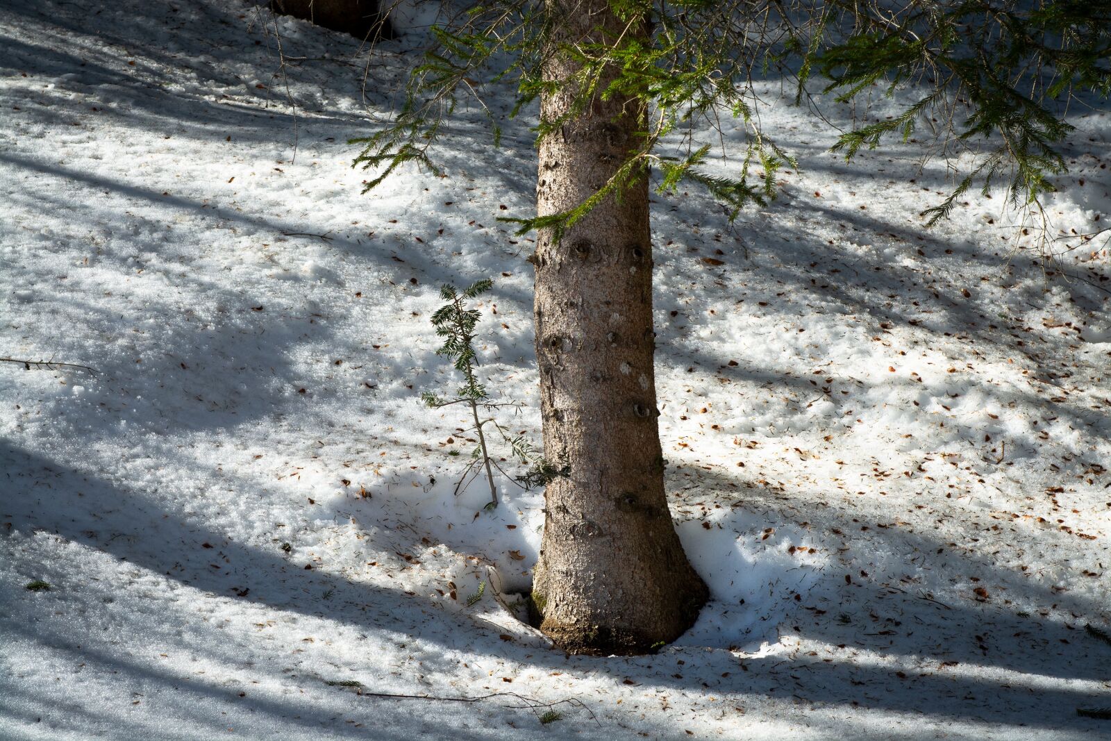 Nikon D7100 sample photo. Tree, winter, forest photography