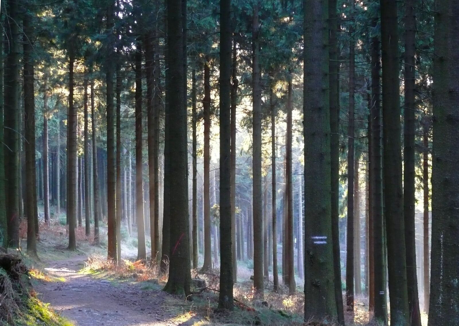 Panasonic DMC-FZ50 sample photo. Forest, trees, nature photography