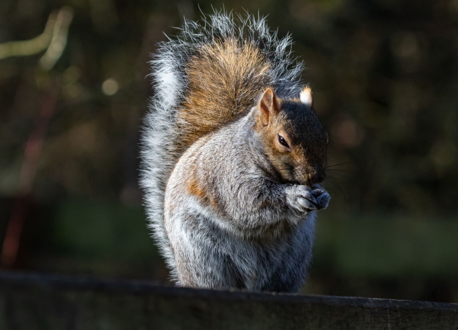 Canon EOS 7D Mark II sample photo. Evil grey squirrel, grey photography