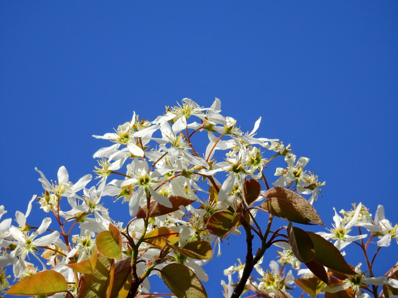 Nikon Coolpix P900 sample photo. Blossom, bloom, tree photography