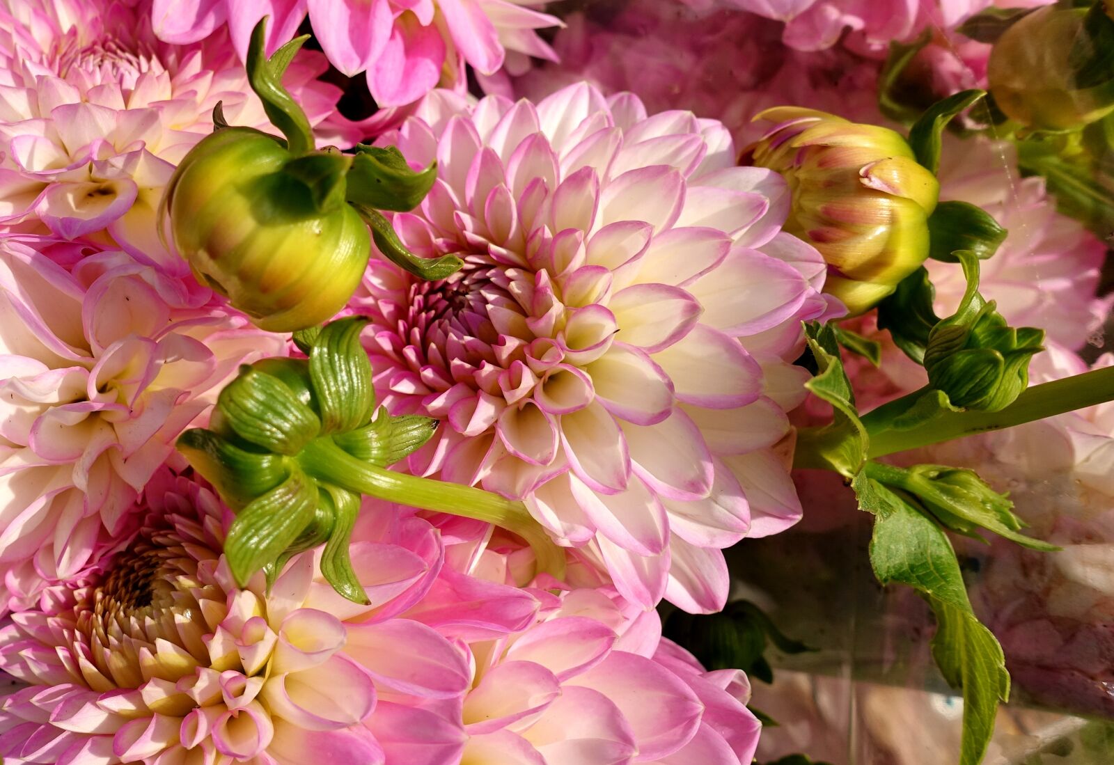 Sony DSC-RX100M5 sample photo. Dahlias, plant, flower photography