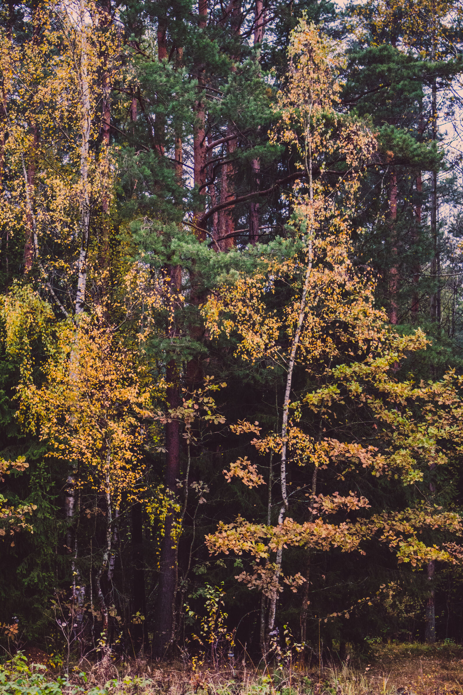 Canon EOS 700D (EOS Rebel T5i / EOS Kiss X7i) sample photo. Autumn, colours, environment, foliage photography