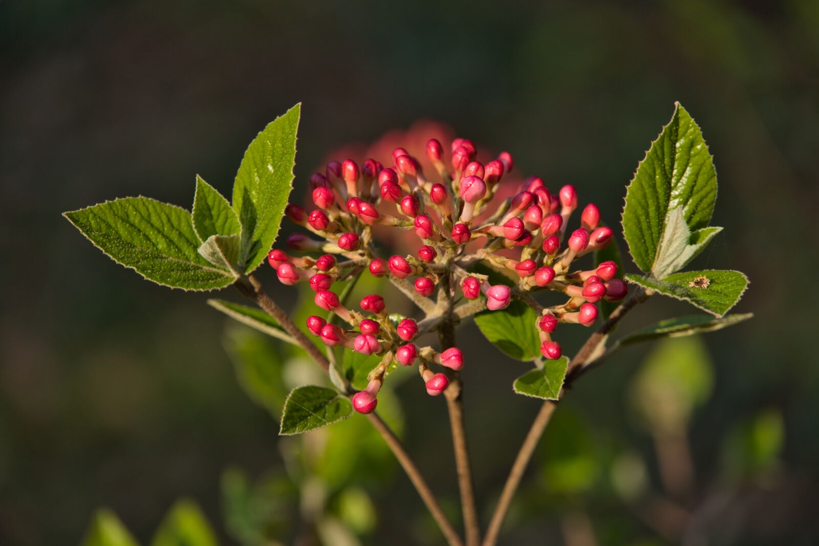 Sony a6400 sample photo. Silk plant, plant, nature photography