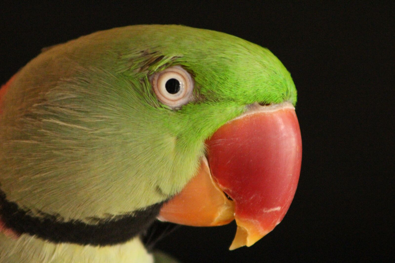 Canon EOS 700D (EOS Rebel T5i / EOS Kiss X7i) sample photo. Parrot, bird green, bird photography