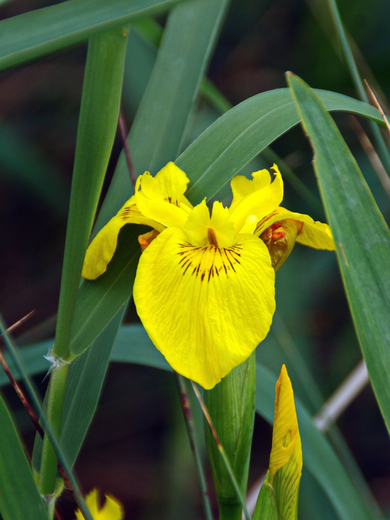 Pentax K-5 sample photo. Iris, iris water, iris photography
